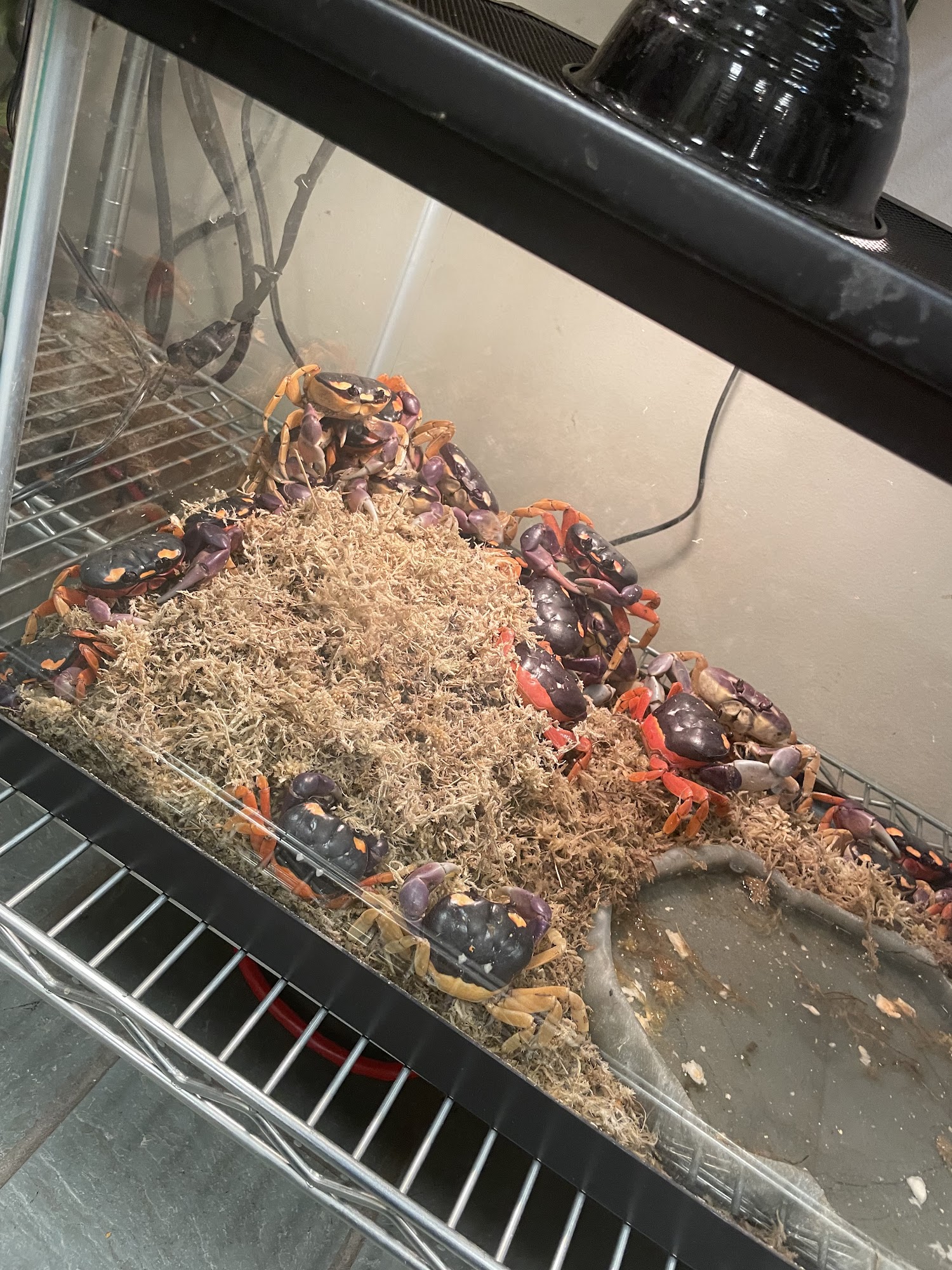 Ohio valley reptiles Triadelphia