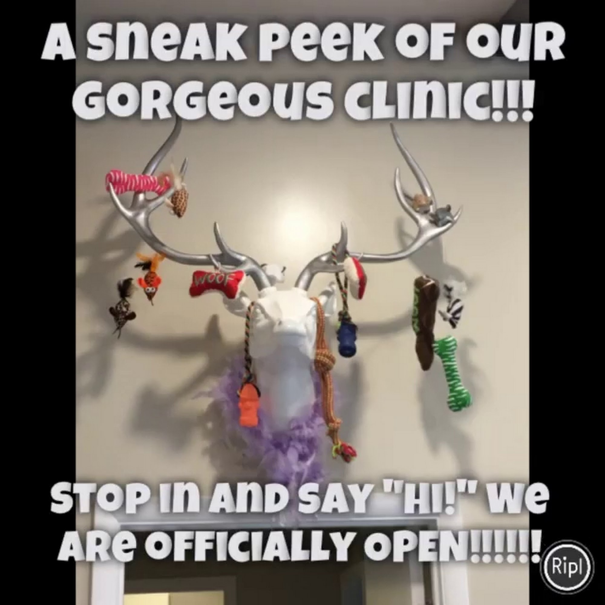 Vienna Veterinary Clinic Vienna