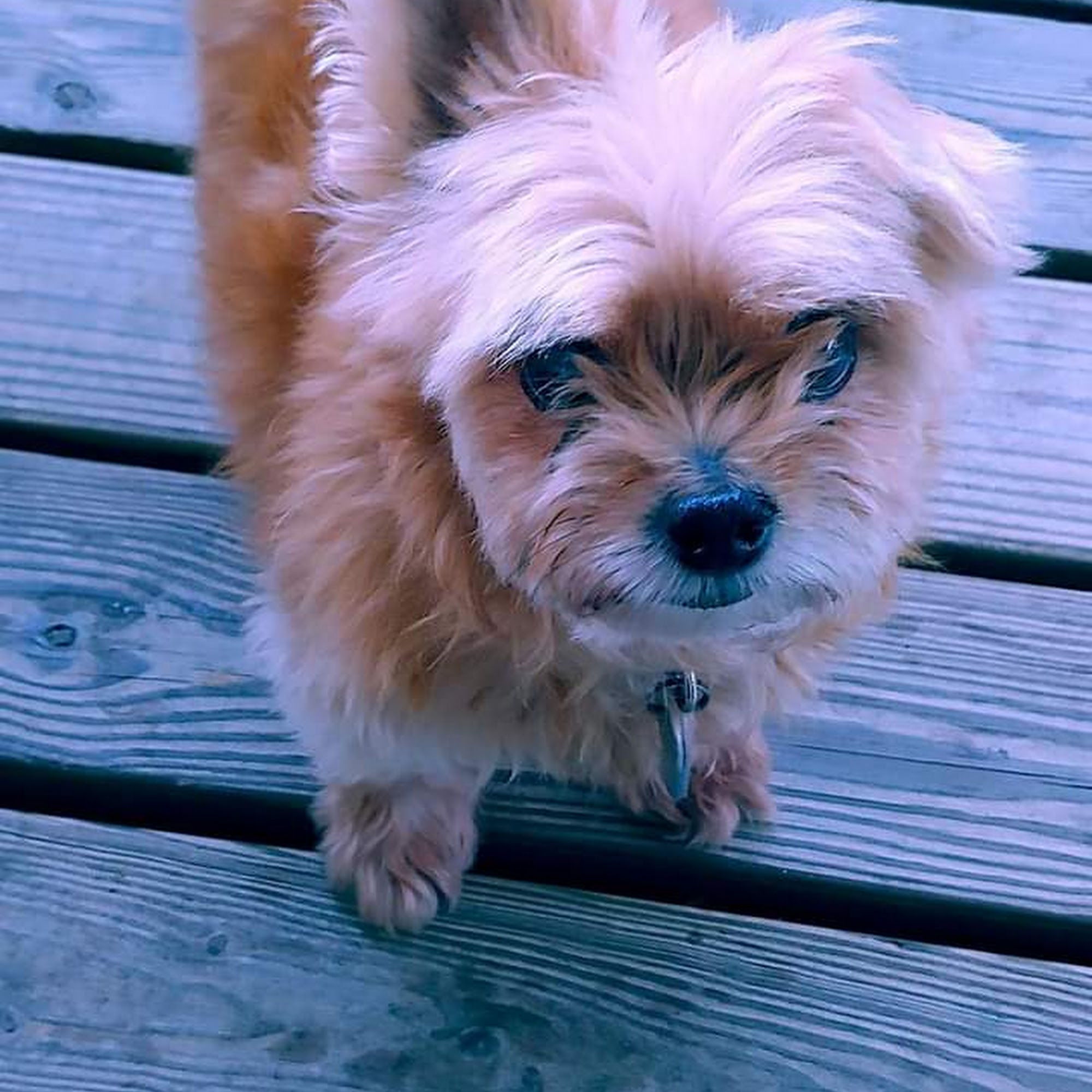 Parkersburg Veterinary Hospital of Vienna Vienna