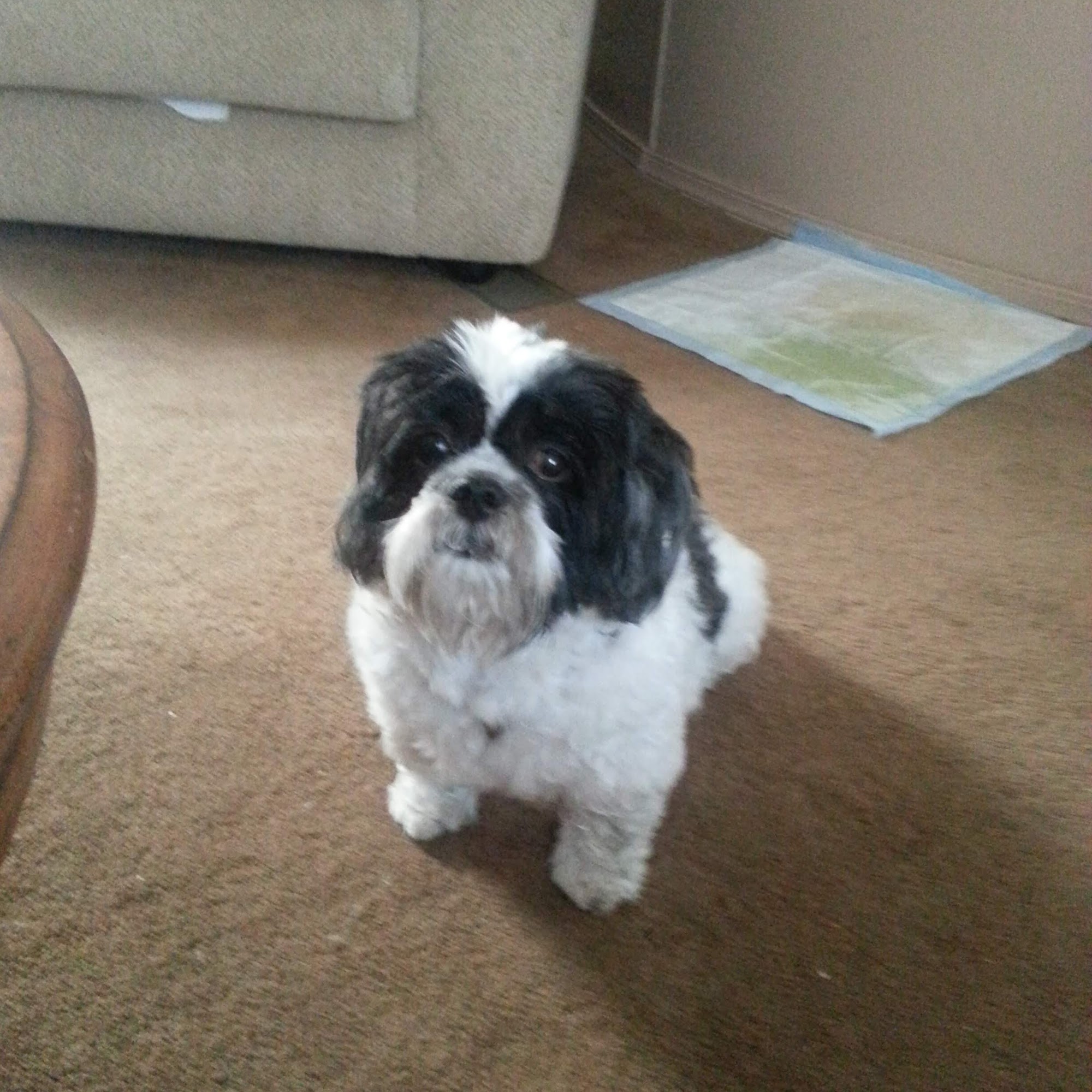 Campbell's Pet Grooming Wellsburg