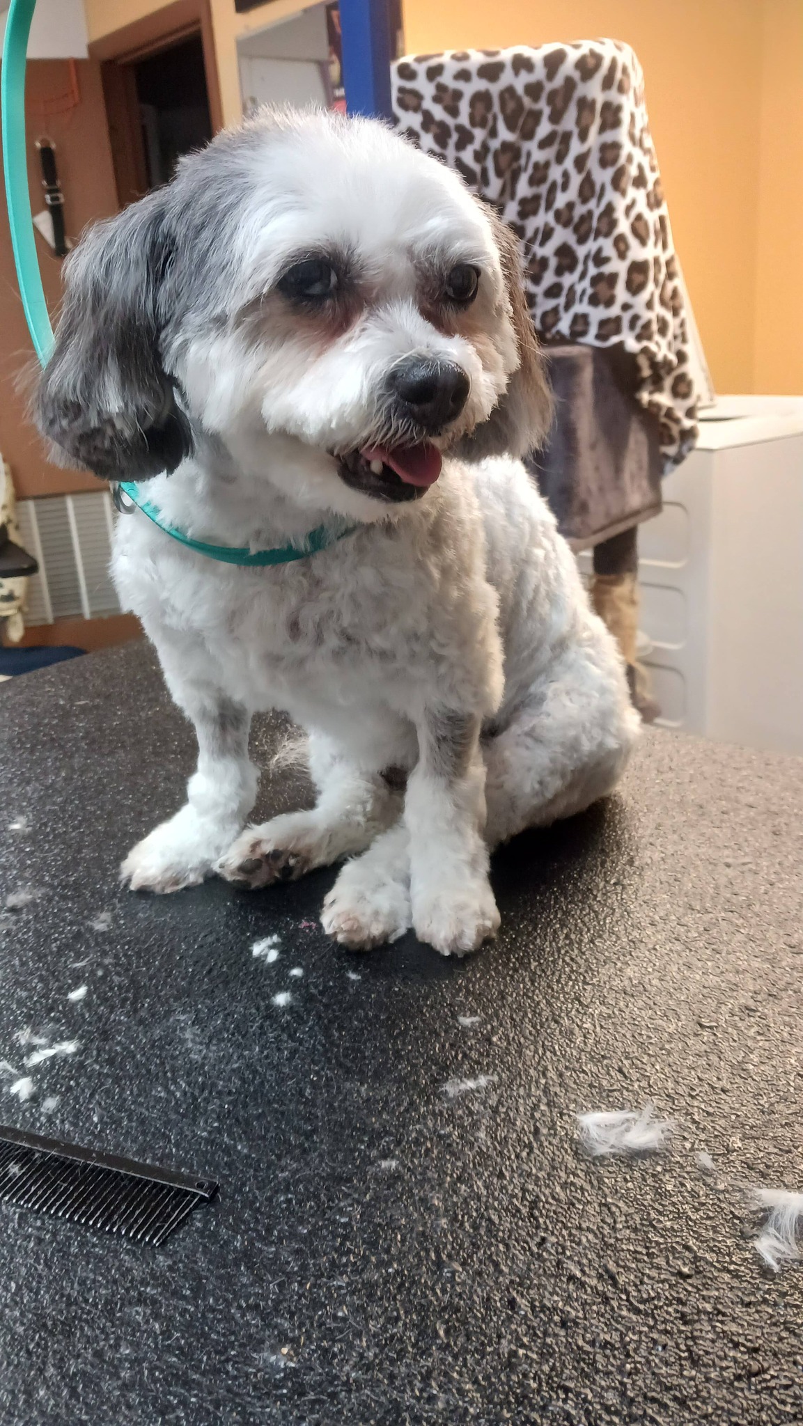 Fur Babies, LLC Westover