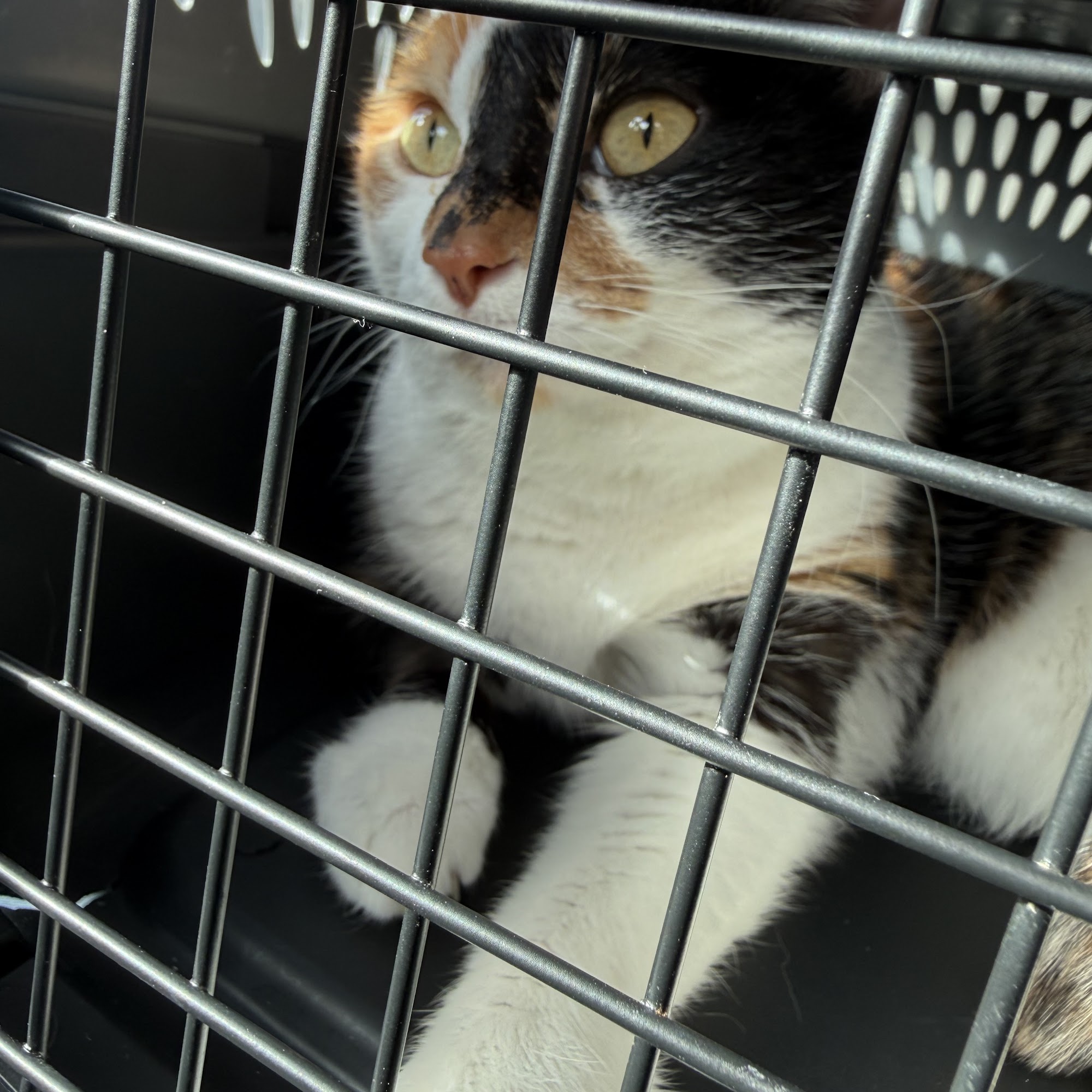 K.E.Y. Animal Hospital Wheeling