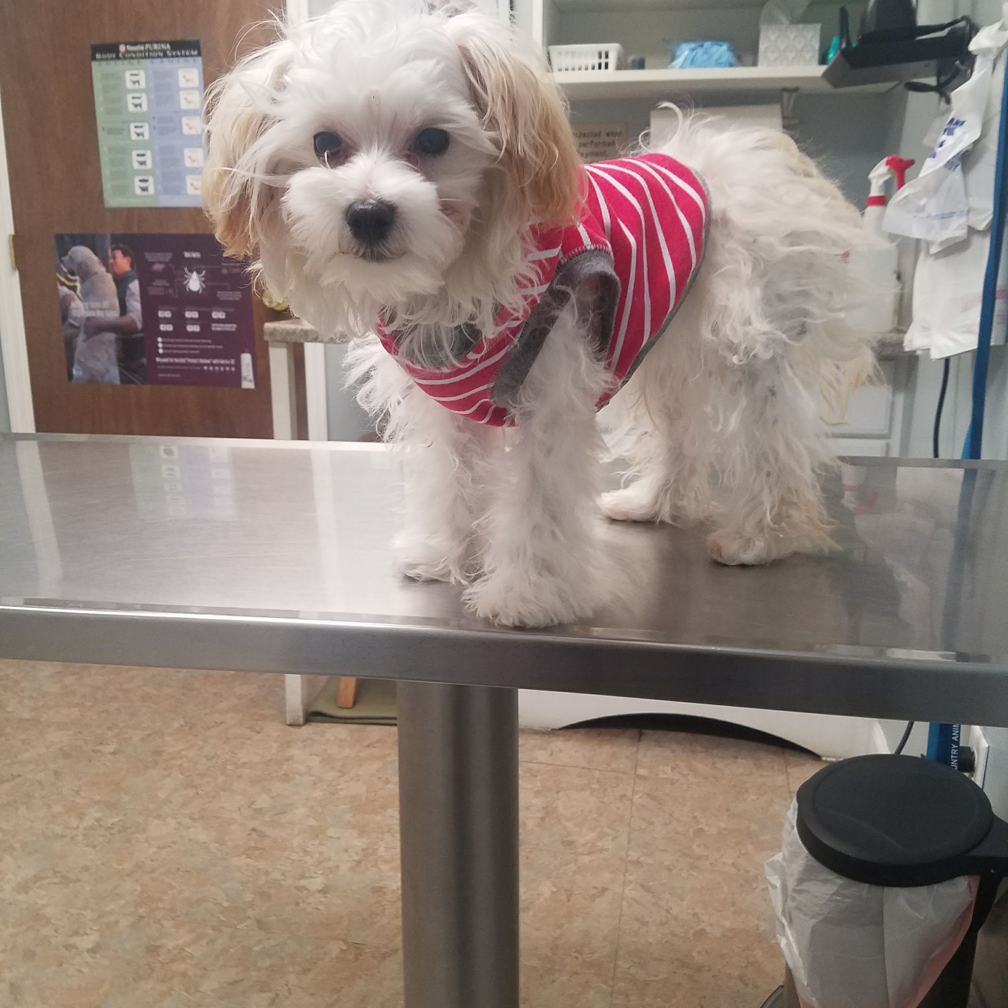 Town & Country Animal Hospital Wheeling