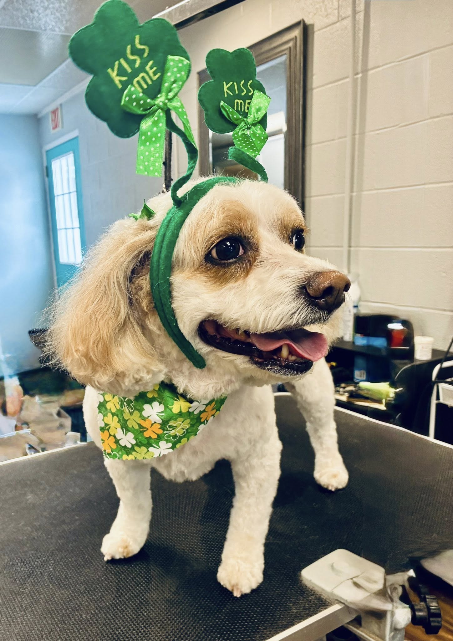 Hair of the Dog Pet Designs Wheeling