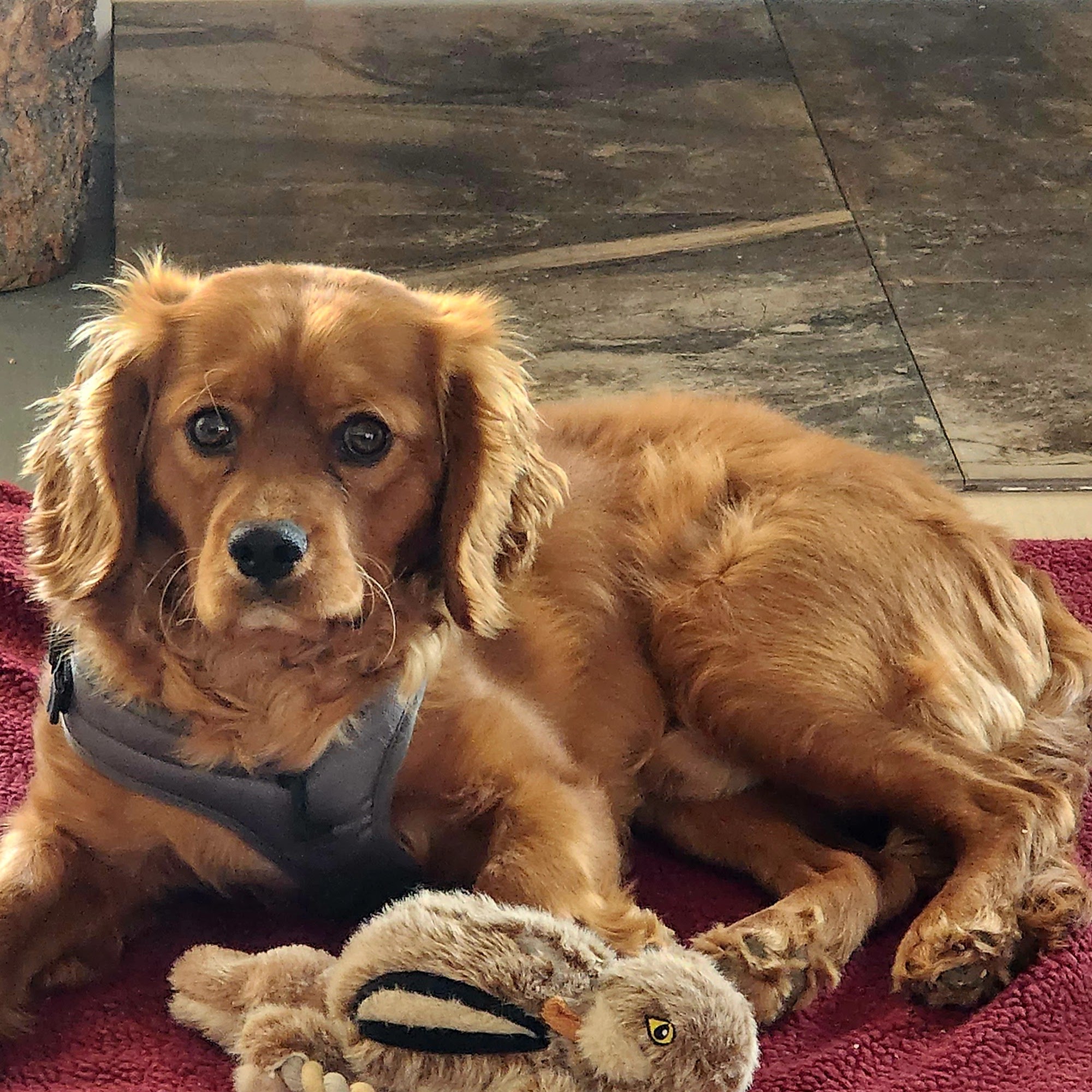 Buffalo Veterinary Clinic Buffalo