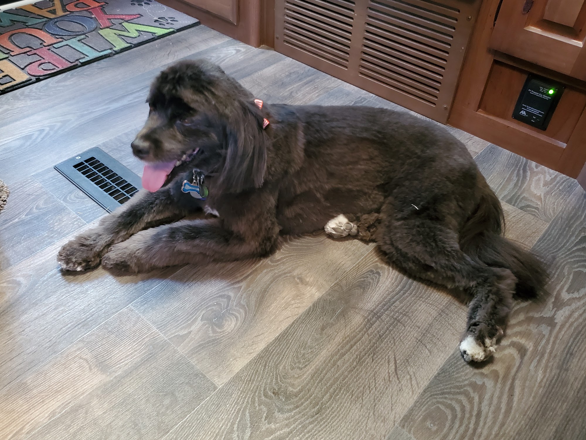 Doggie Doo Healthy Pet Grooming Buffalo