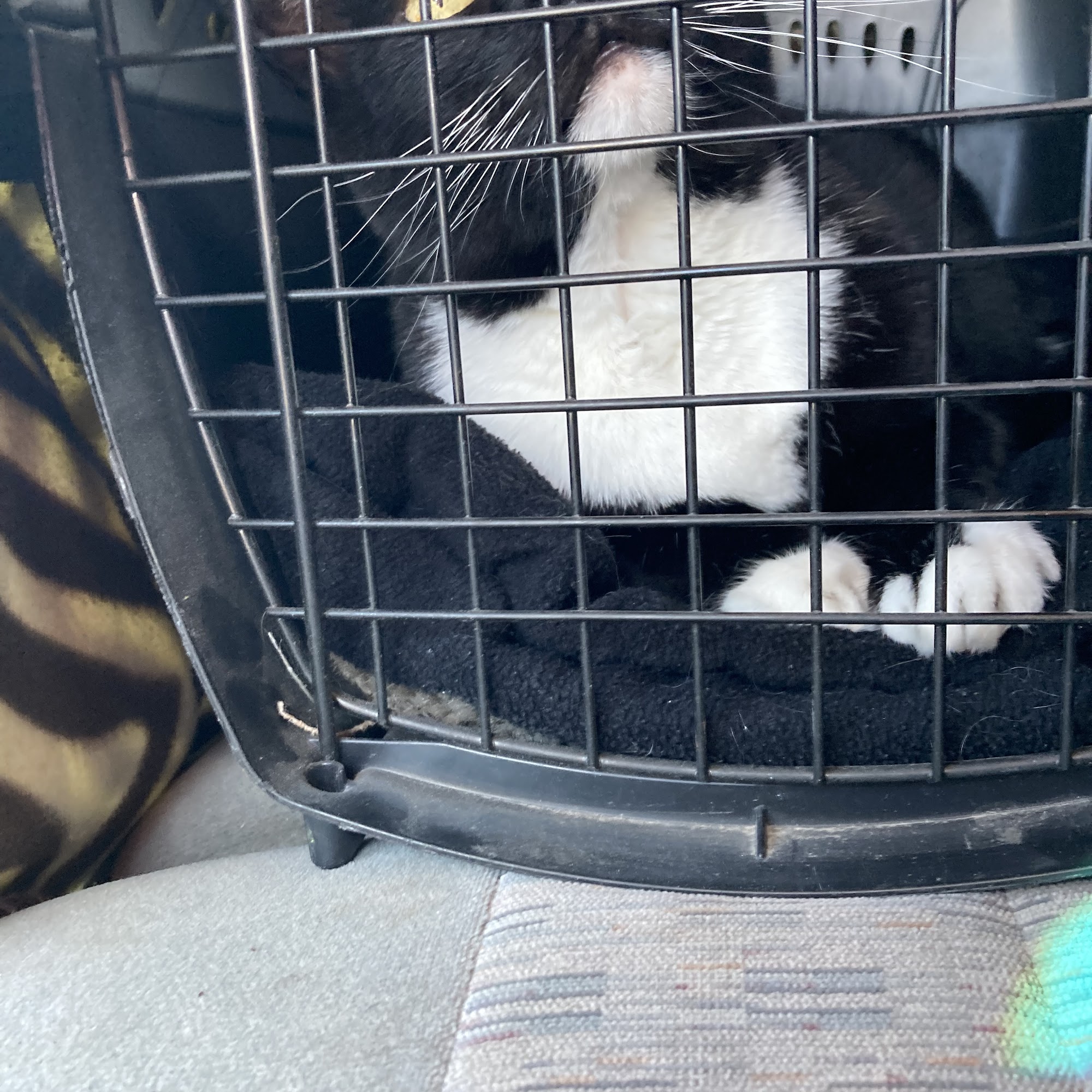 Best Friends Animal Health Center Casper