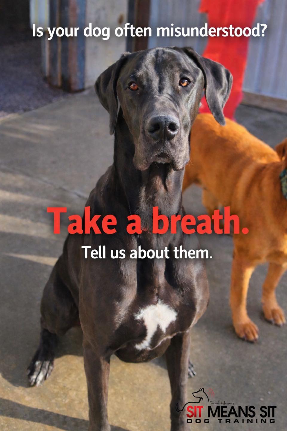 Sit Means Sit Dog Training Casper
