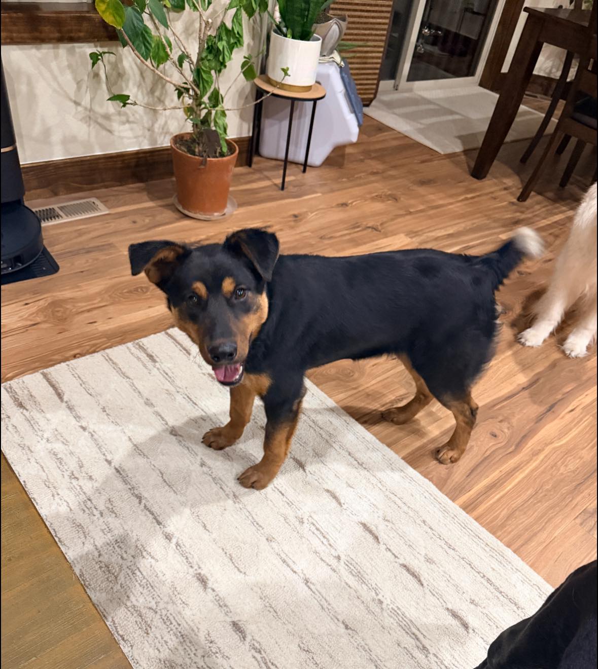 Fur Pets Sake Pet Center Casper