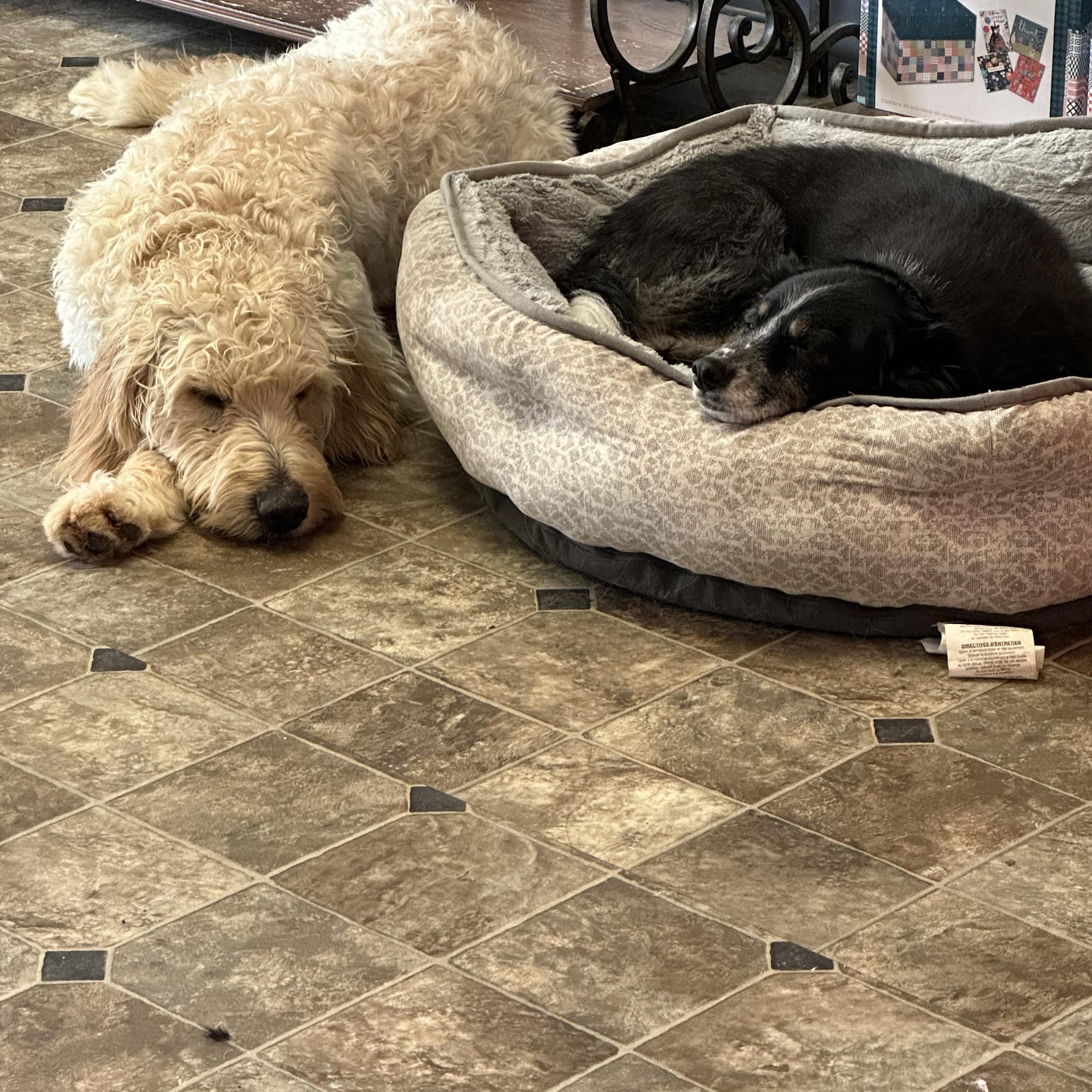 Fur Pets Sake Pet Center Casper