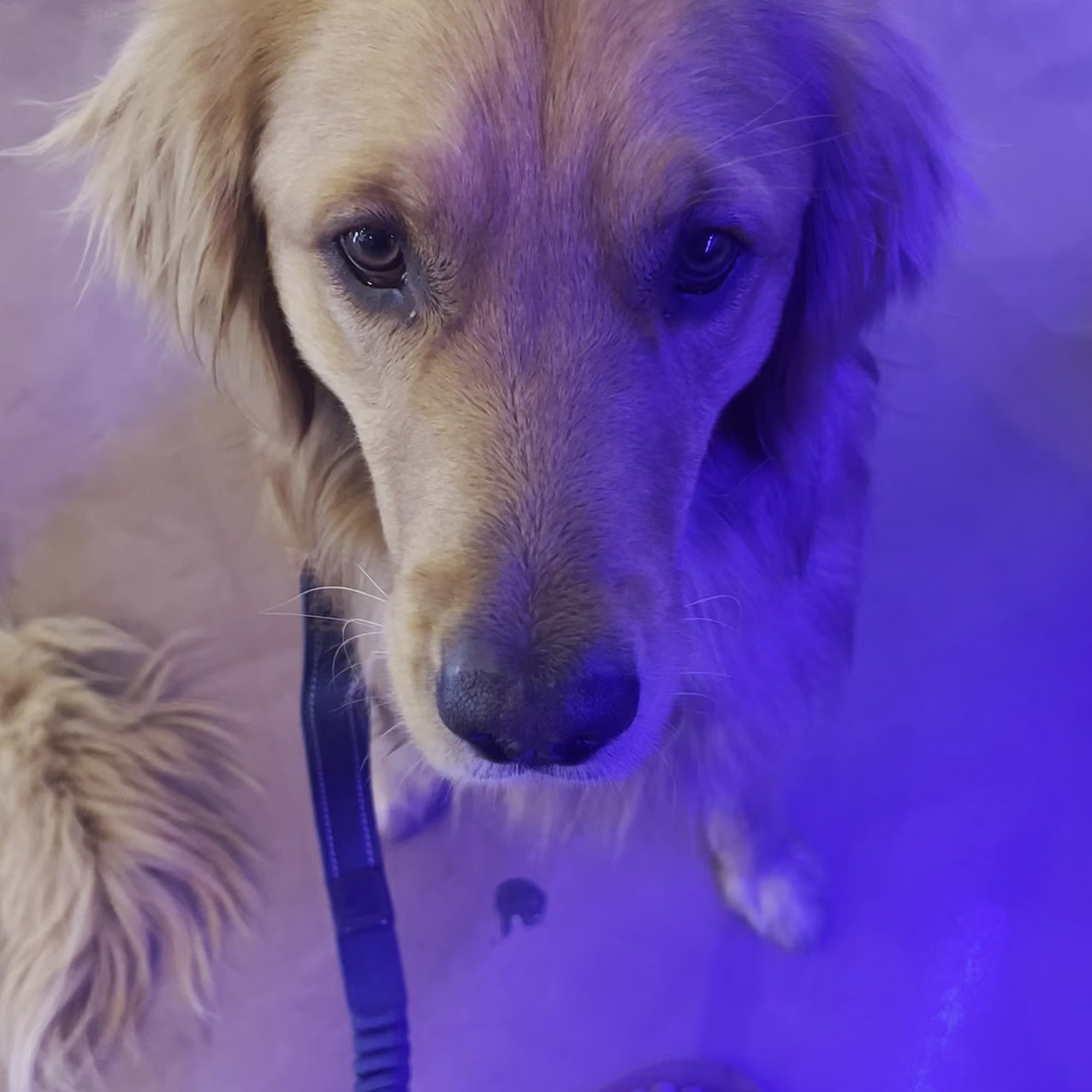 Bull Horn Brewing Casper