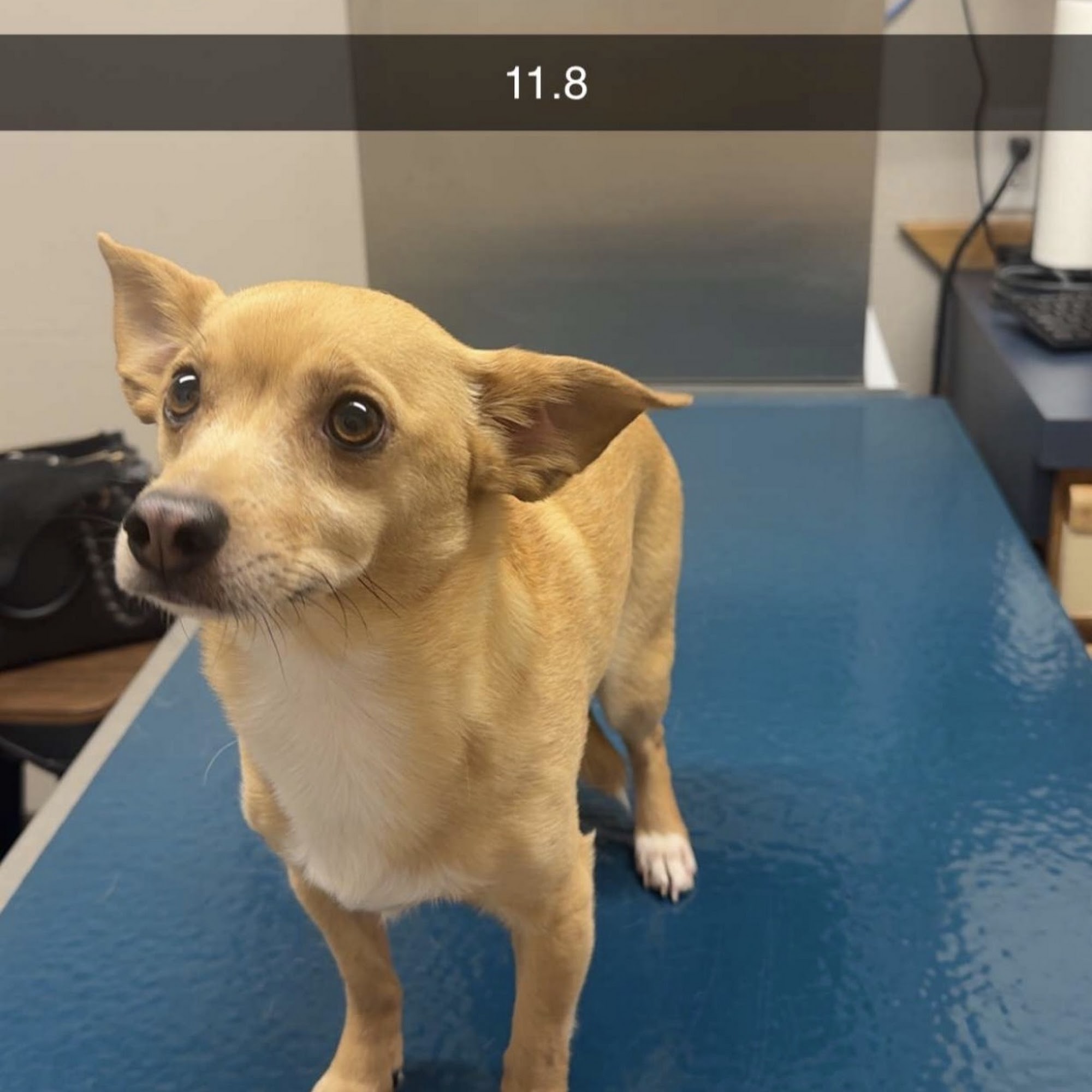 Broadmoor East Veterinary Clinic Cheyenne