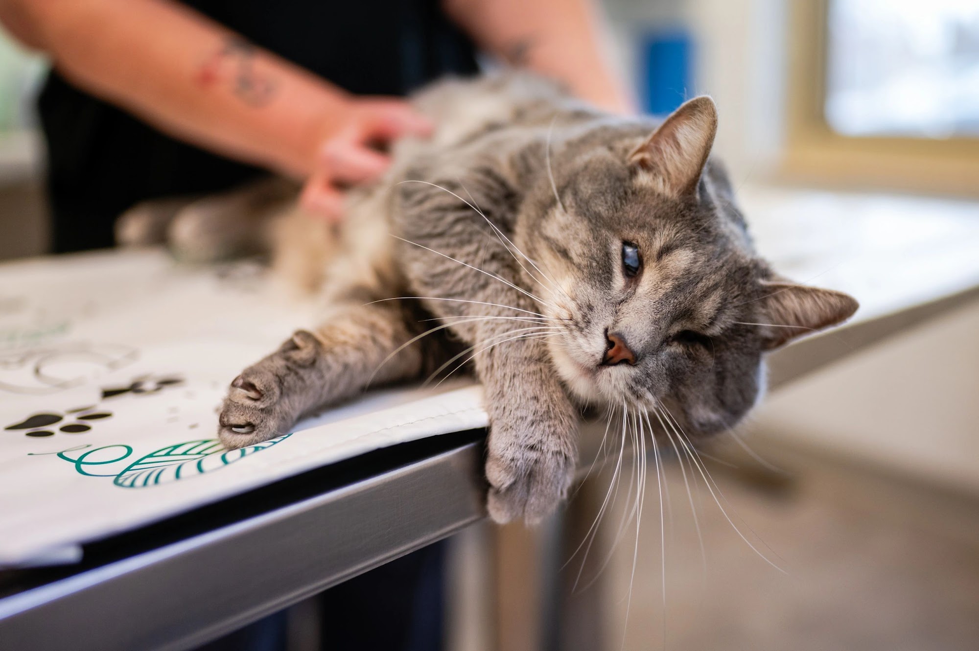 Elevate Animal Care Cheyenne