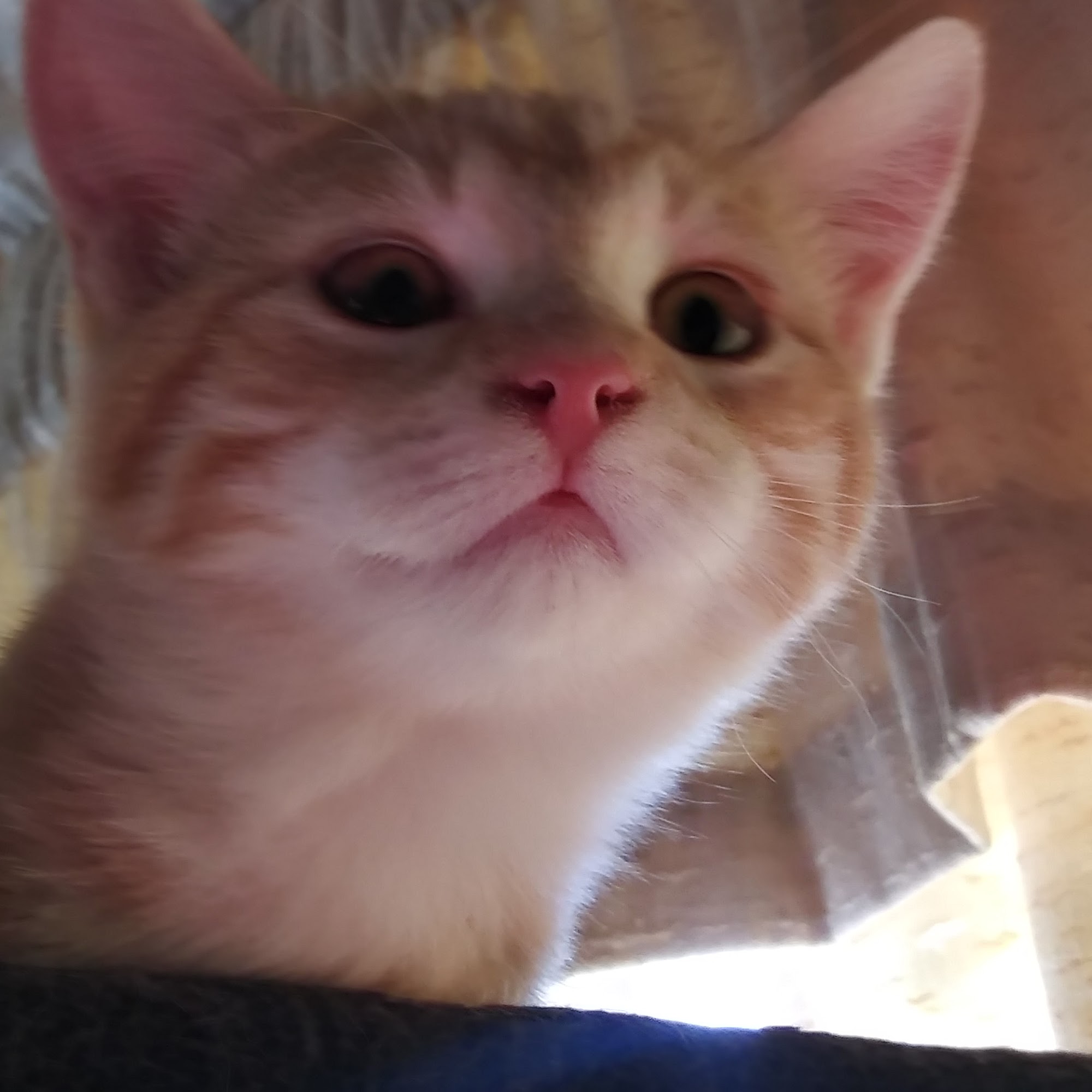 Elevate Animal Care Cheyenne