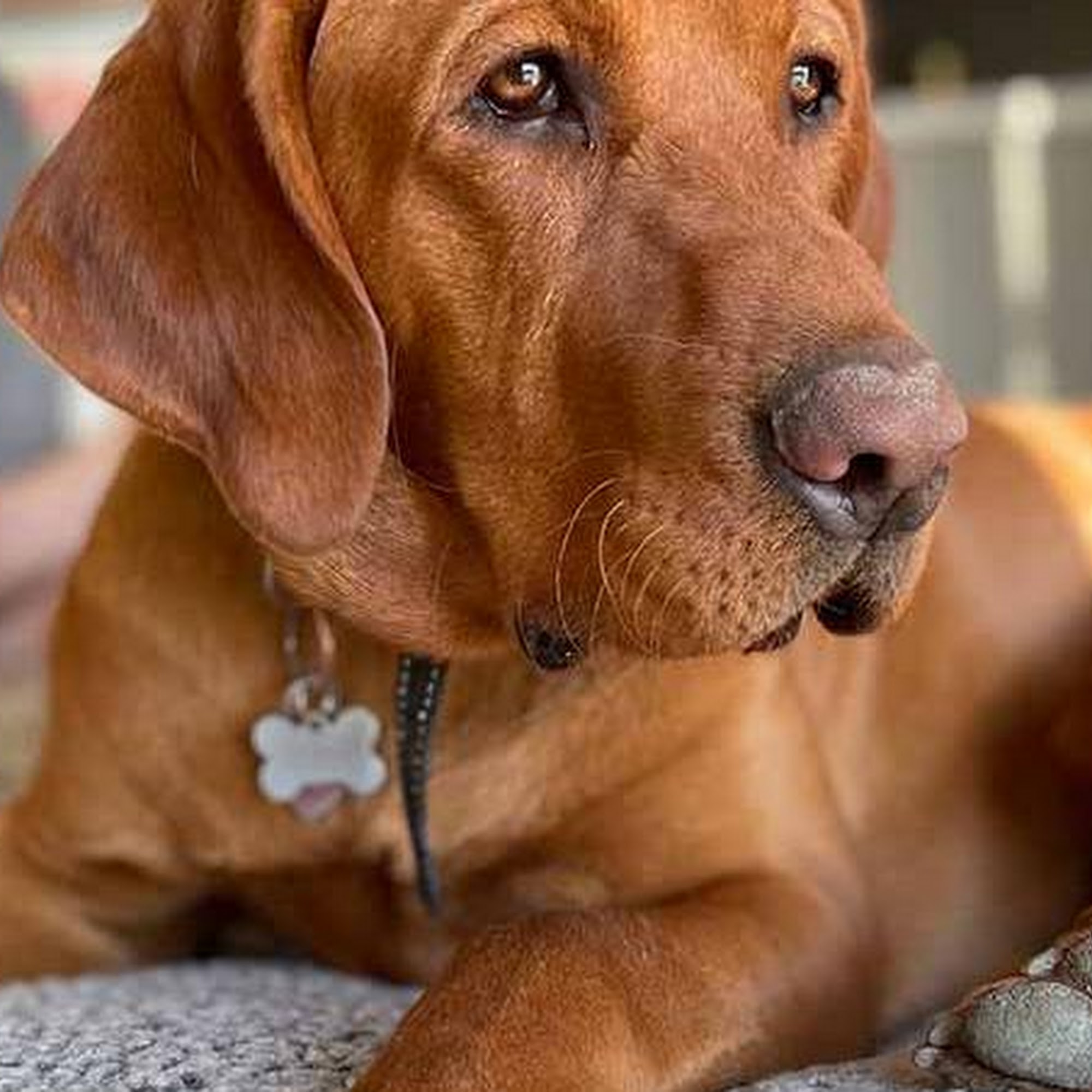 Tri-State Veterinary Clinic Cheyenne