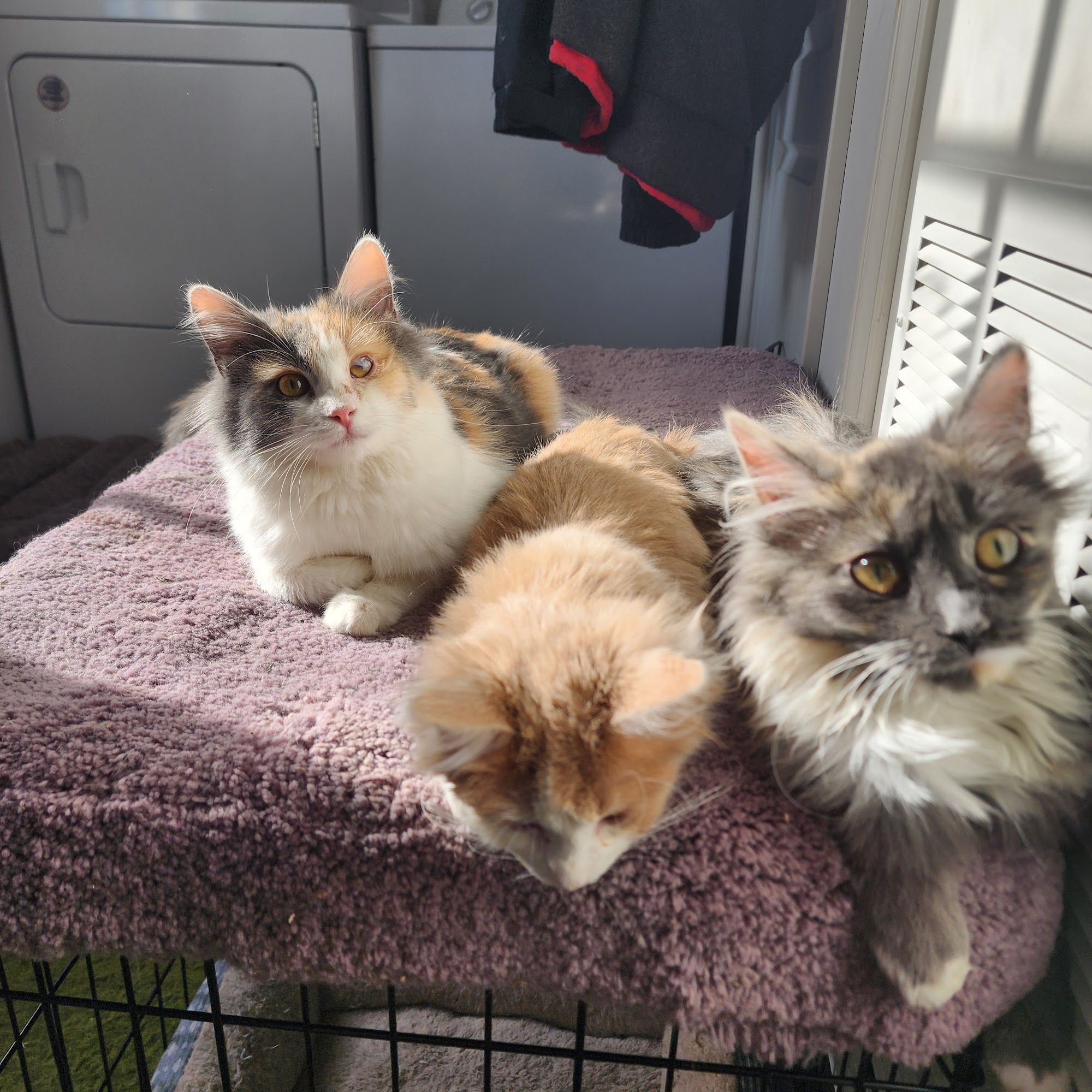 La Zoetry Pet Clinic Cheyenne