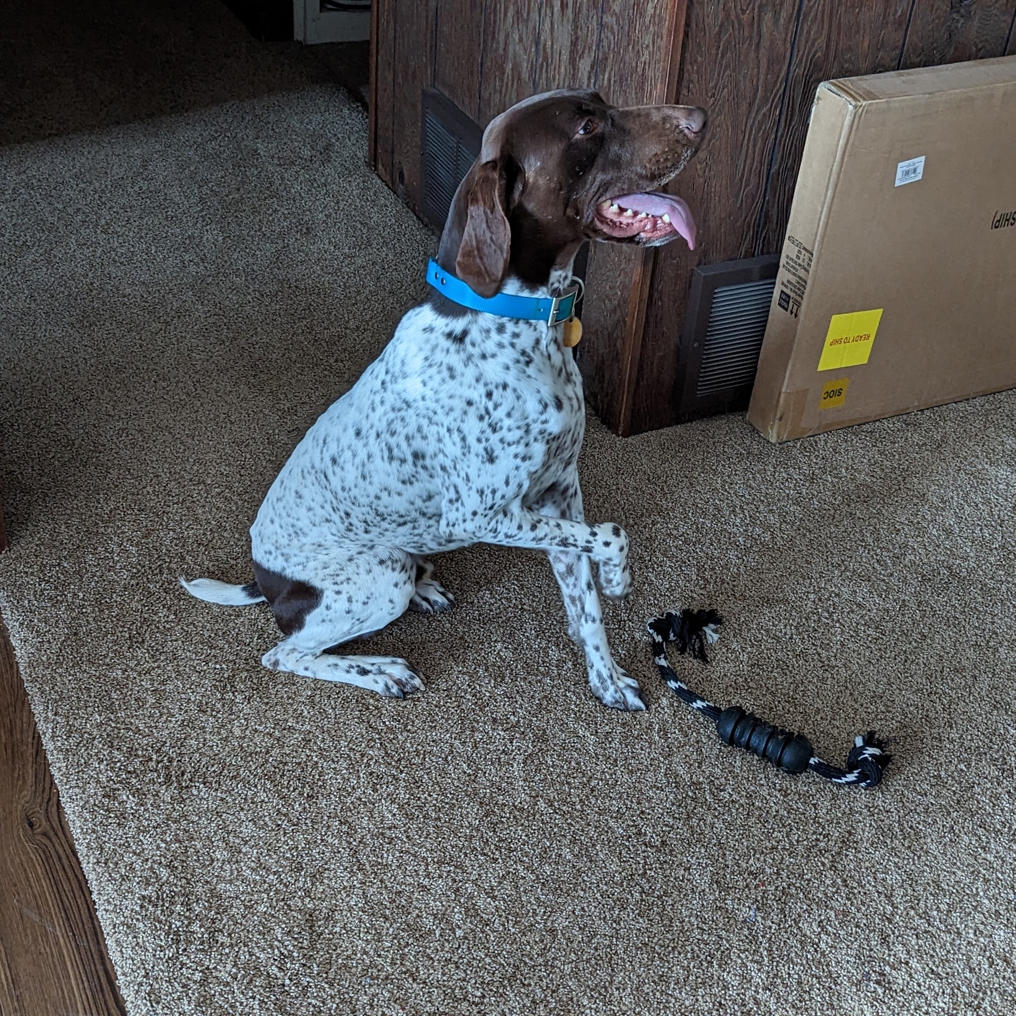 Cottonwood Veterinary Clinic LLC Cheyenne