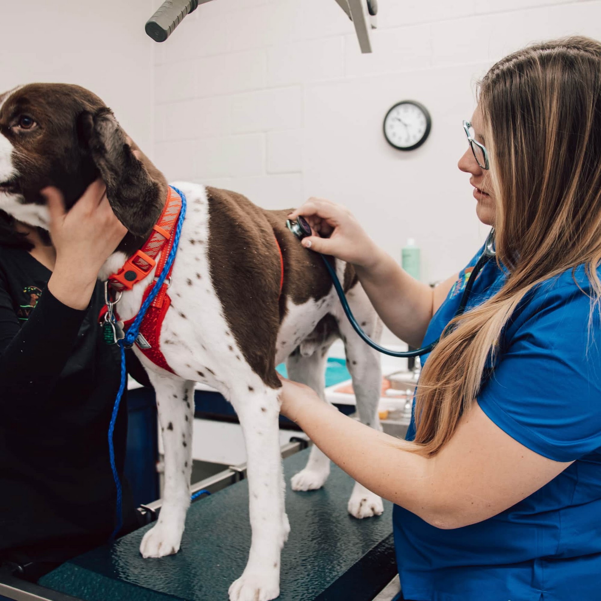 Avenues Pet Clinic Cheyenne