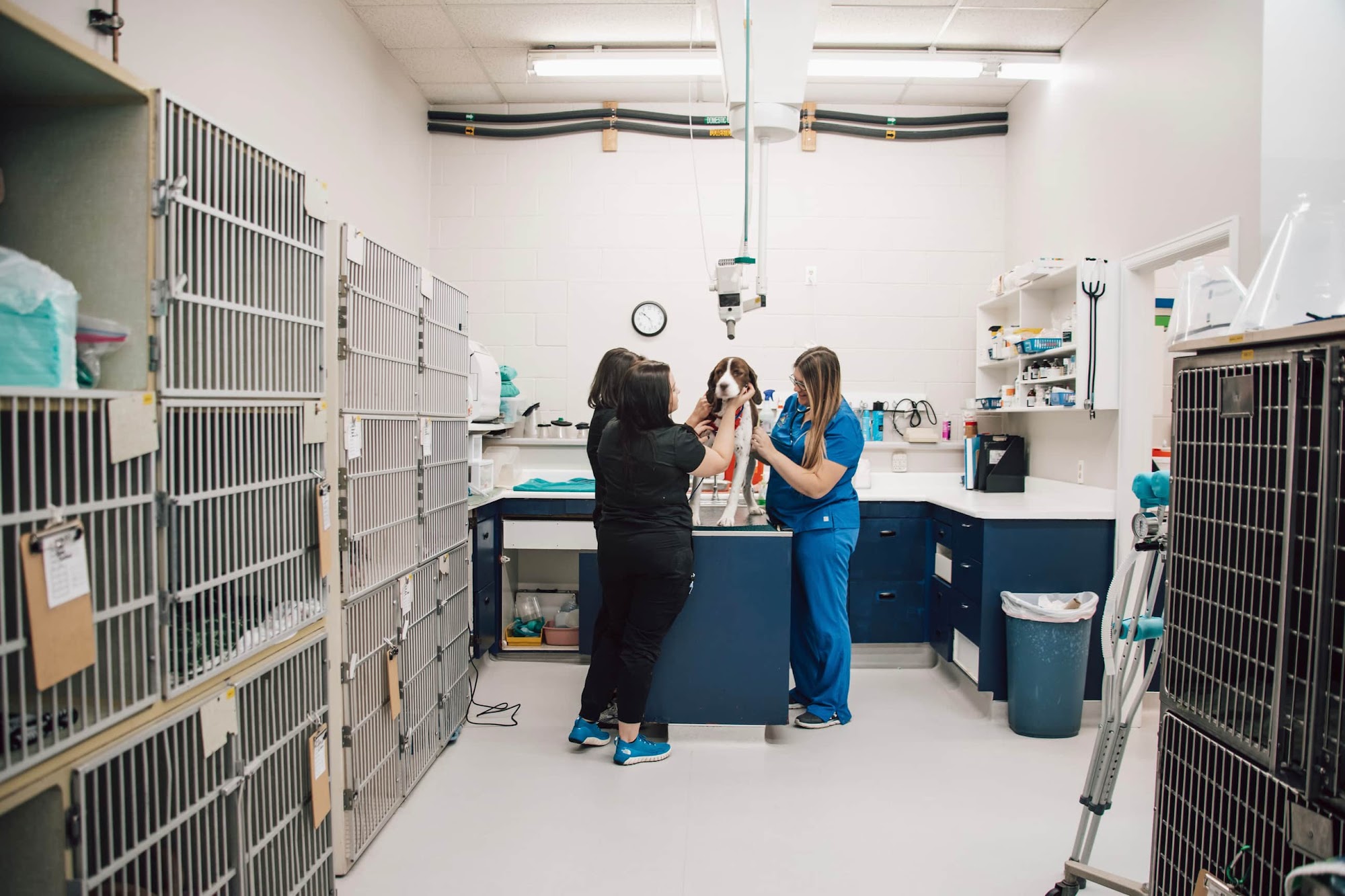 Avenues Pet Clinic Cheyenne