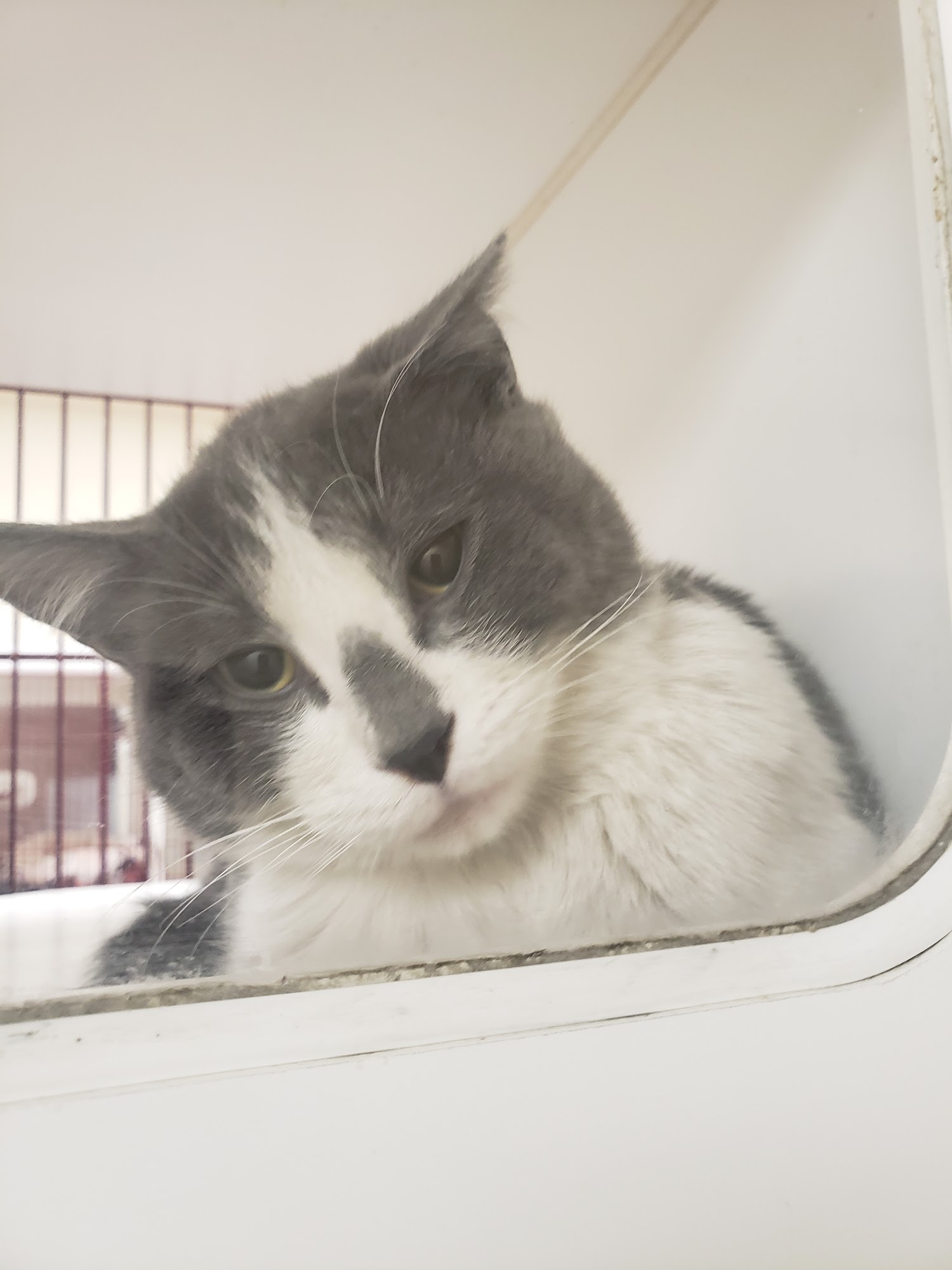 Cheyenne Animal Shelter Cheyenne