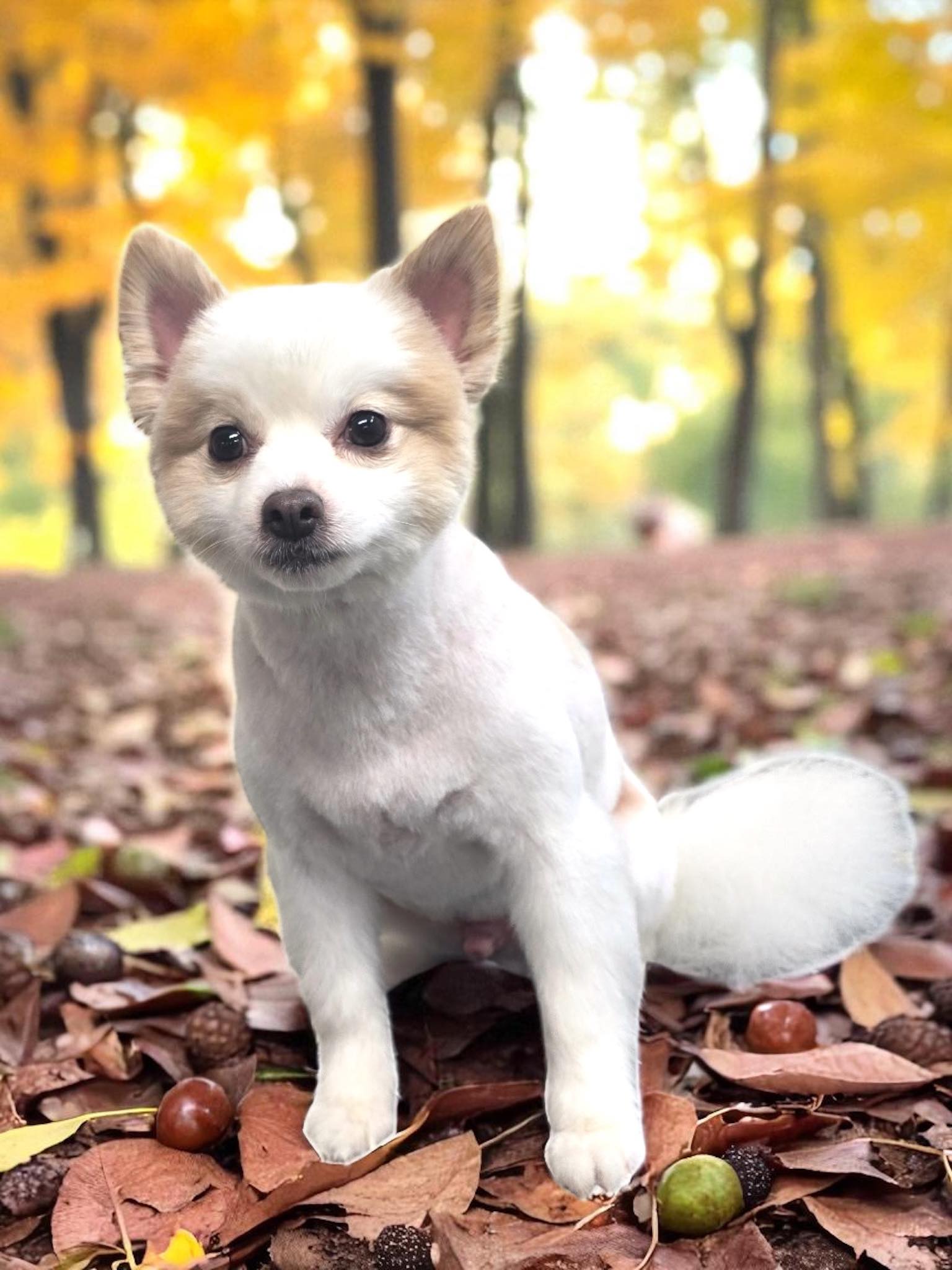 All Star Grooming (& Pet Palace) - Pet Groomer, Cheyenne, WY Cheyenne