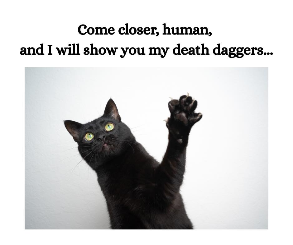 Four Paws Pet Salon Cheyenne