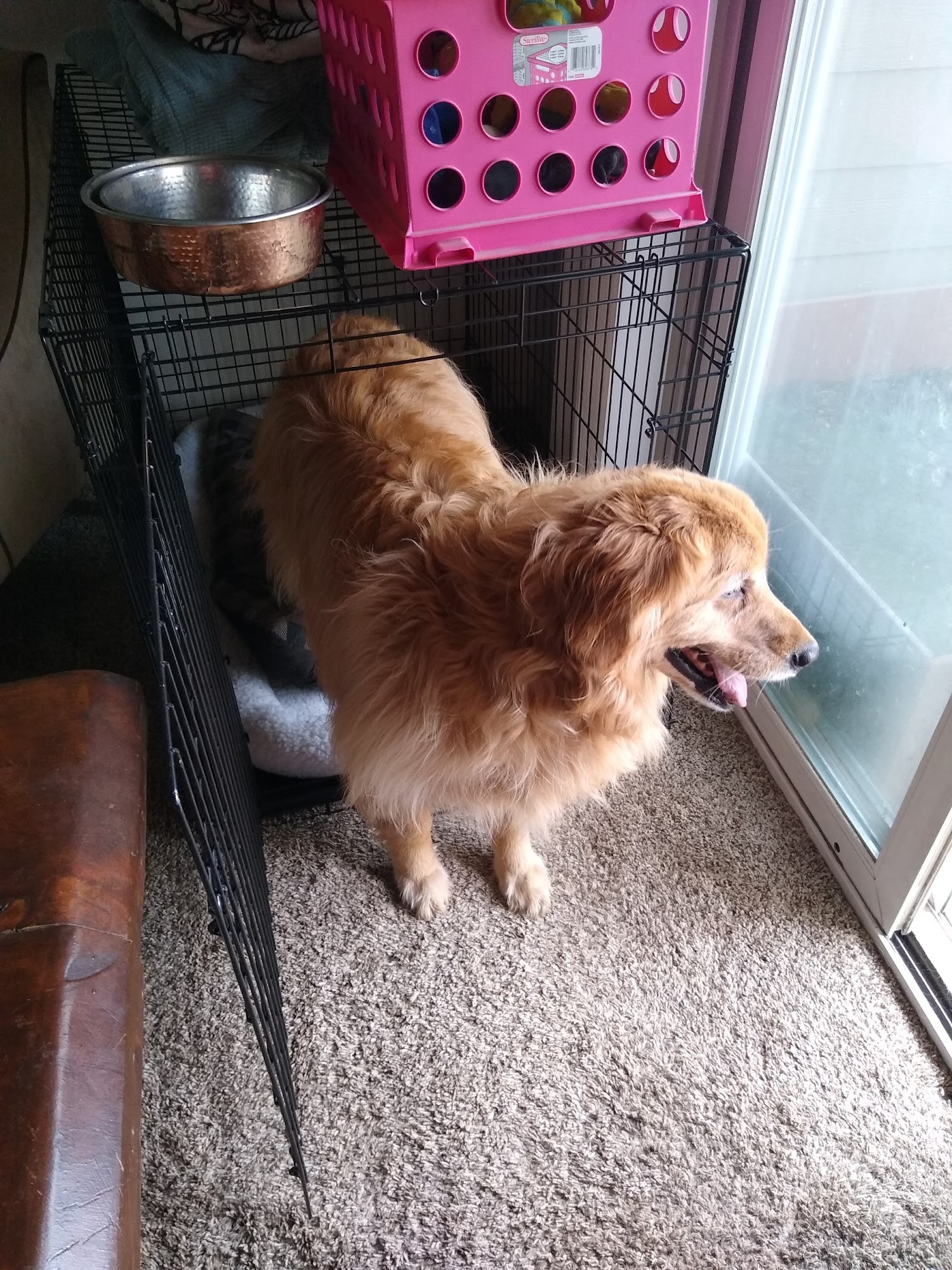 Four Paws Pet Salon Cheyenne