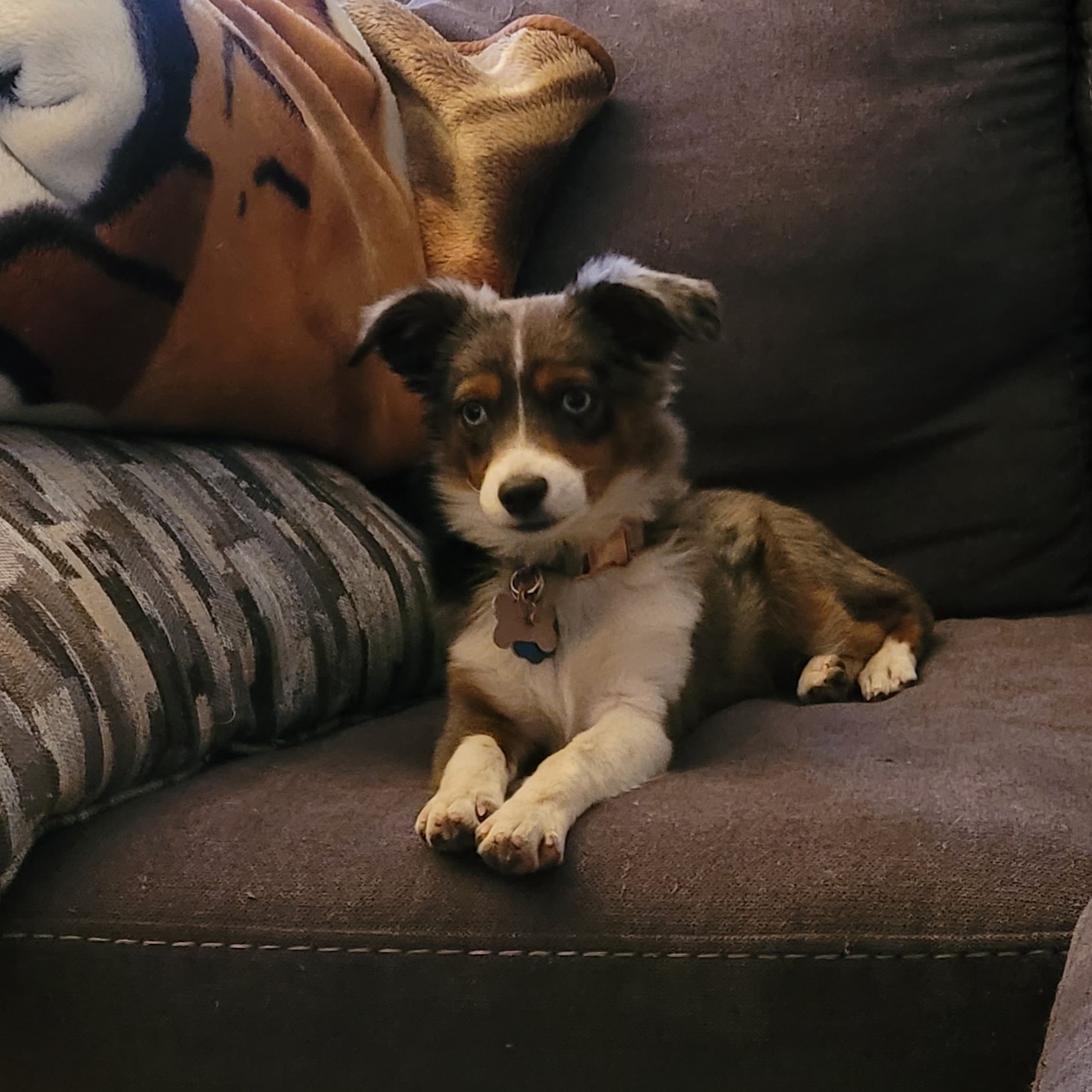 On The Ball Aussies Cheyenne