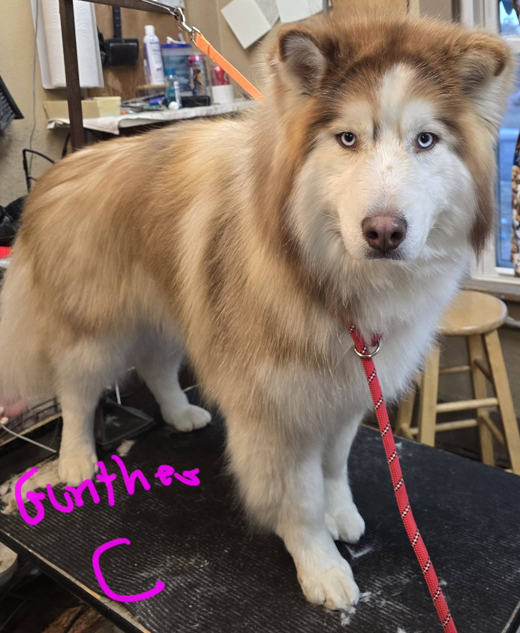 Man's Best Friend Inc Cheyenne