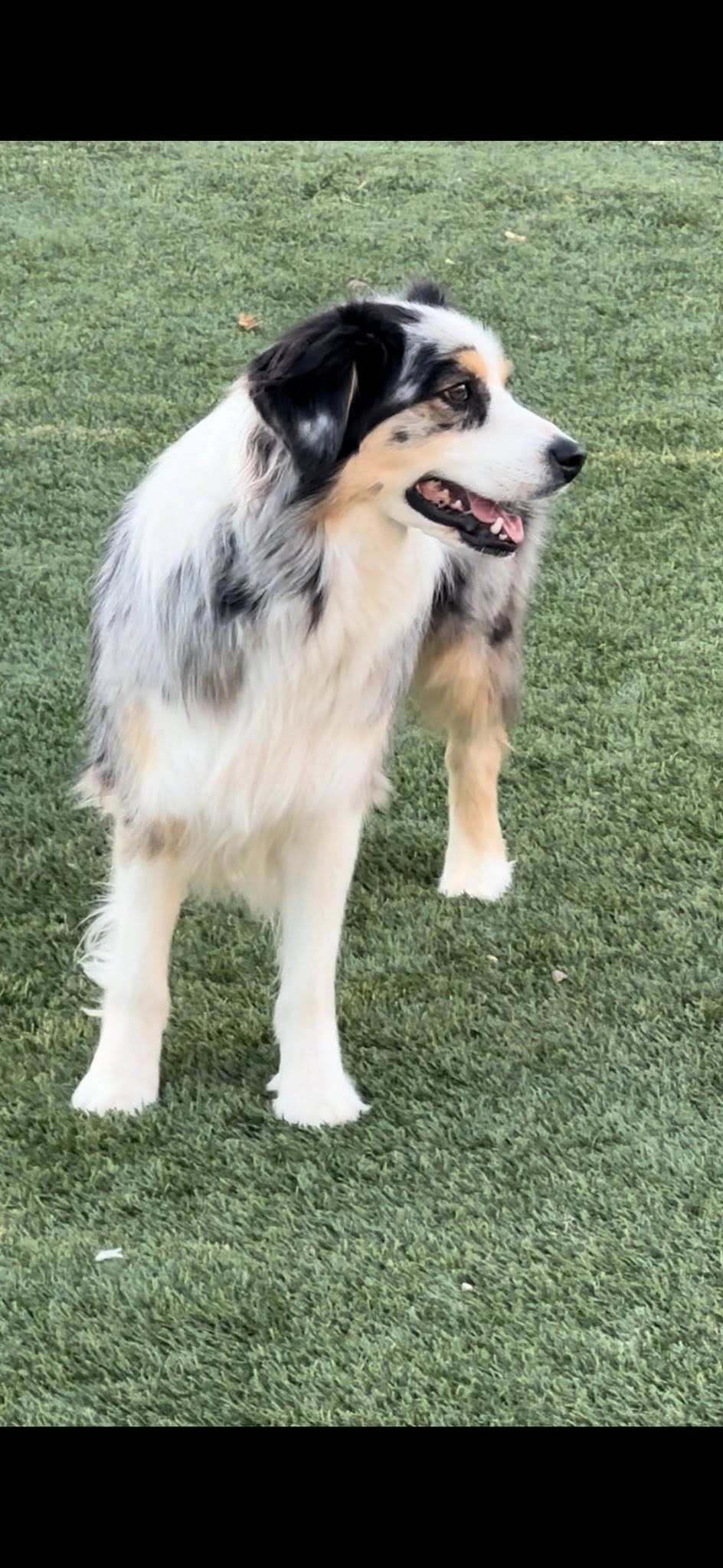 Broadmoor East Boarding & Grooming Cheyenne