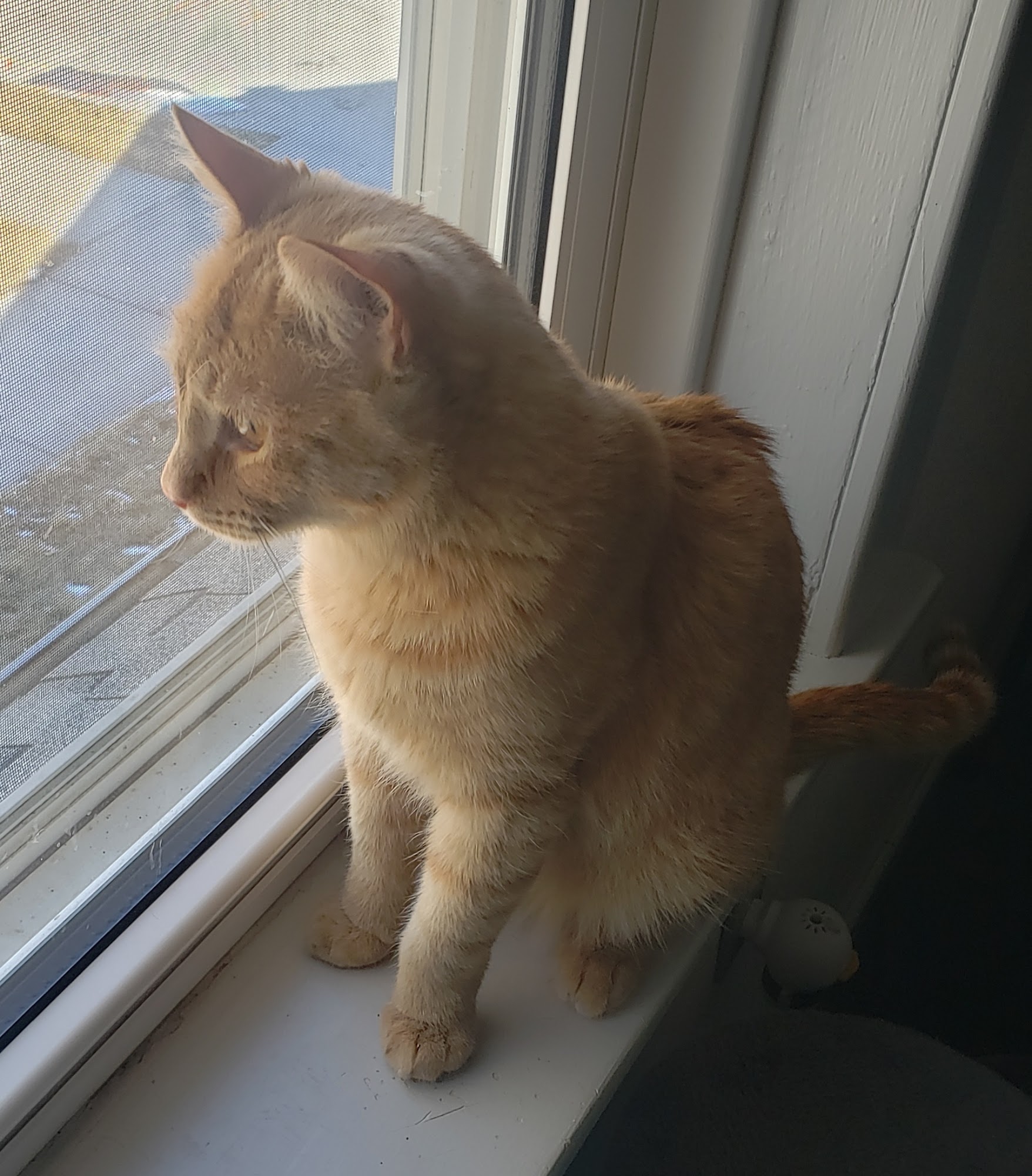 Catz N Coffee Connections Cheyenne