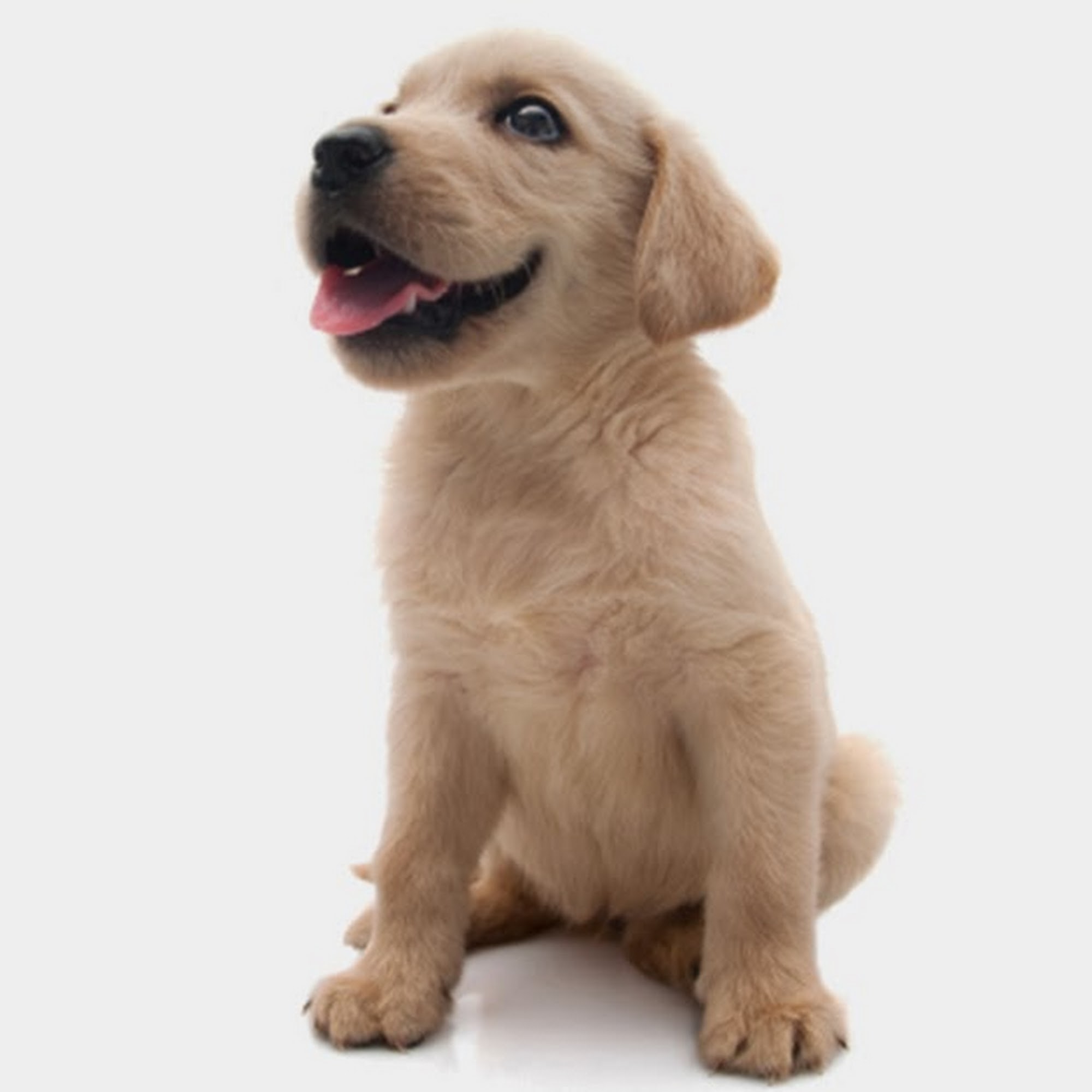 Smylie Animal Clinic Douglas