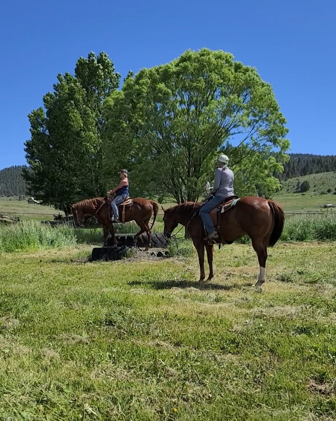 MJB Animal Clinic Evanston