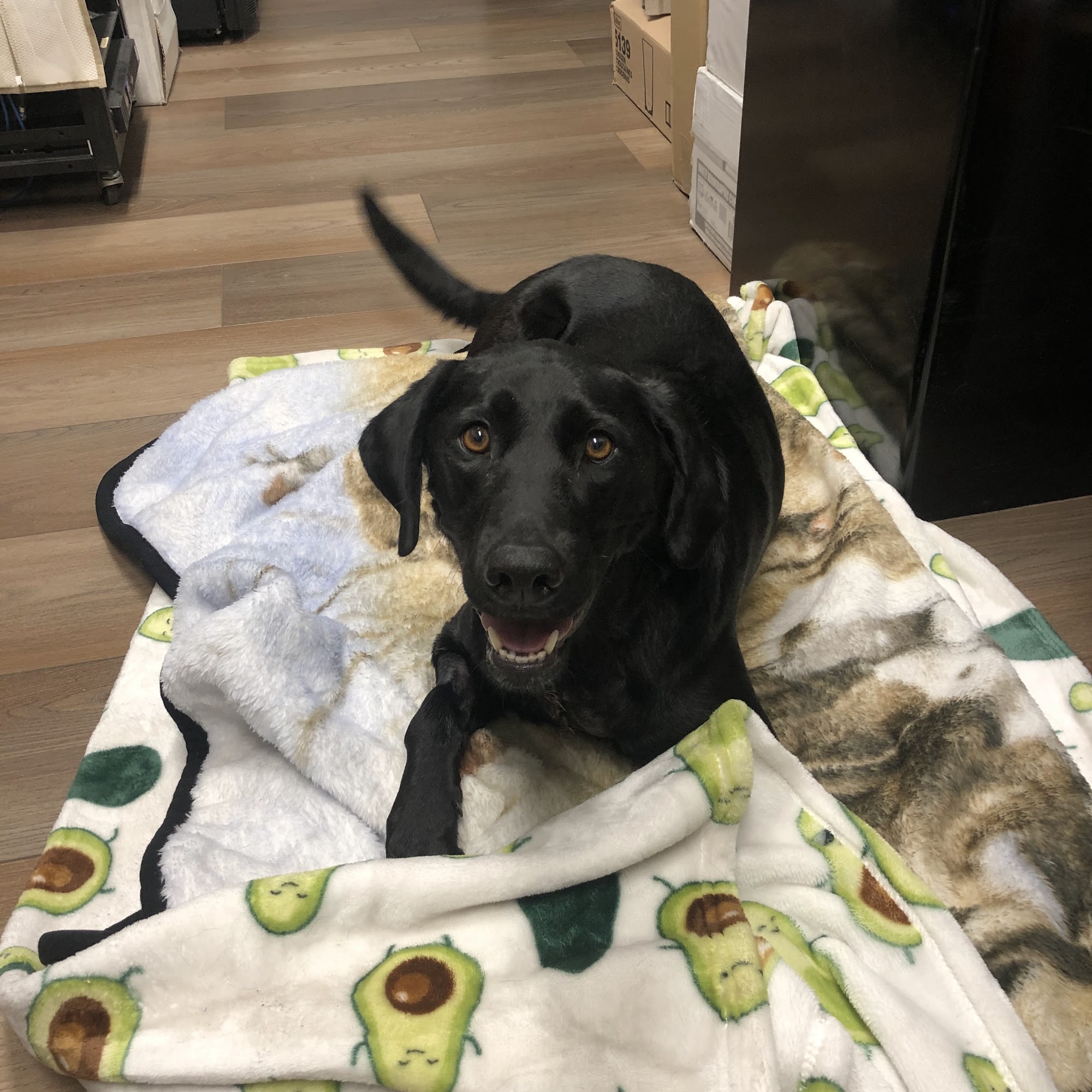 MJB Animal Clinic Evanston