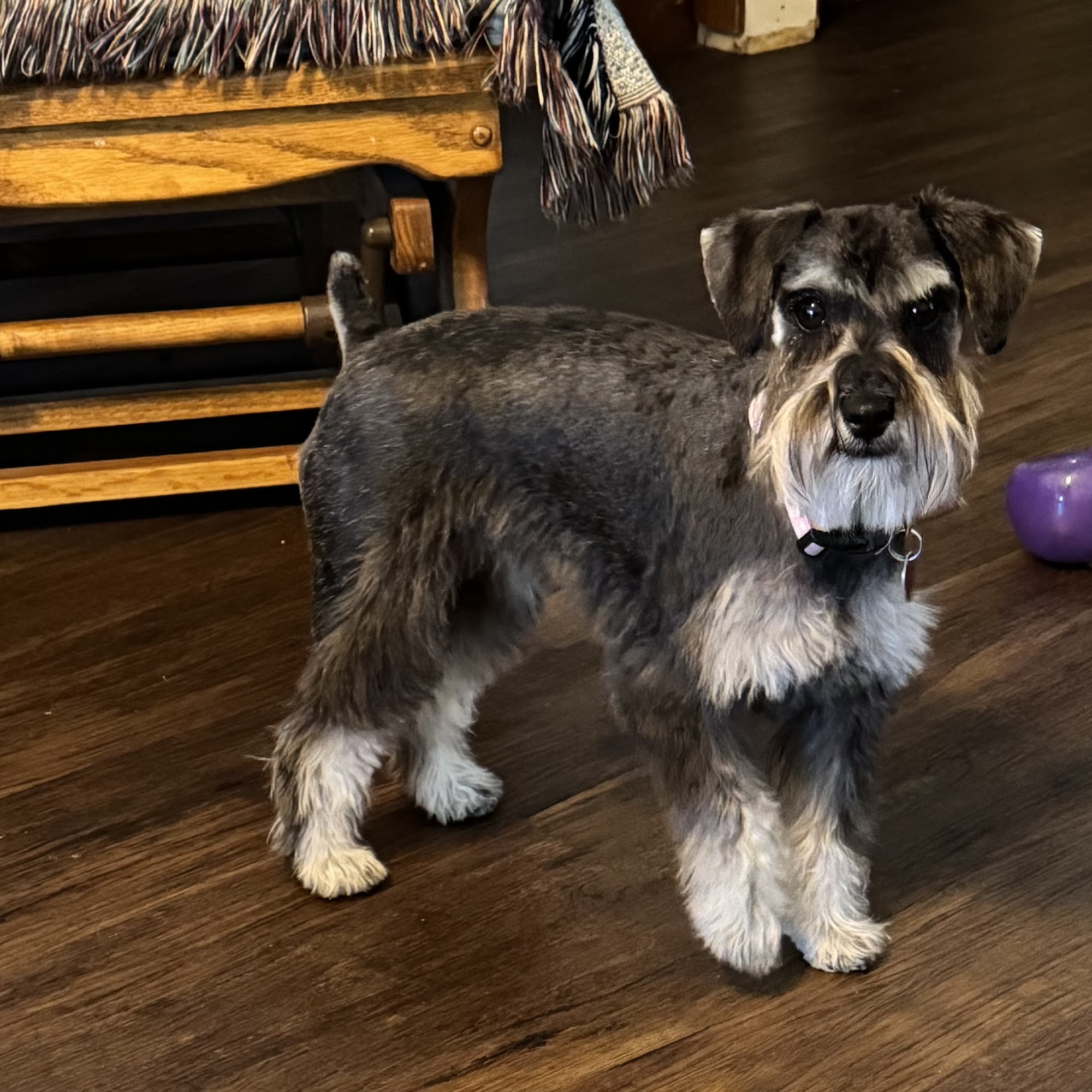 PetSmart Grooming Glenrock