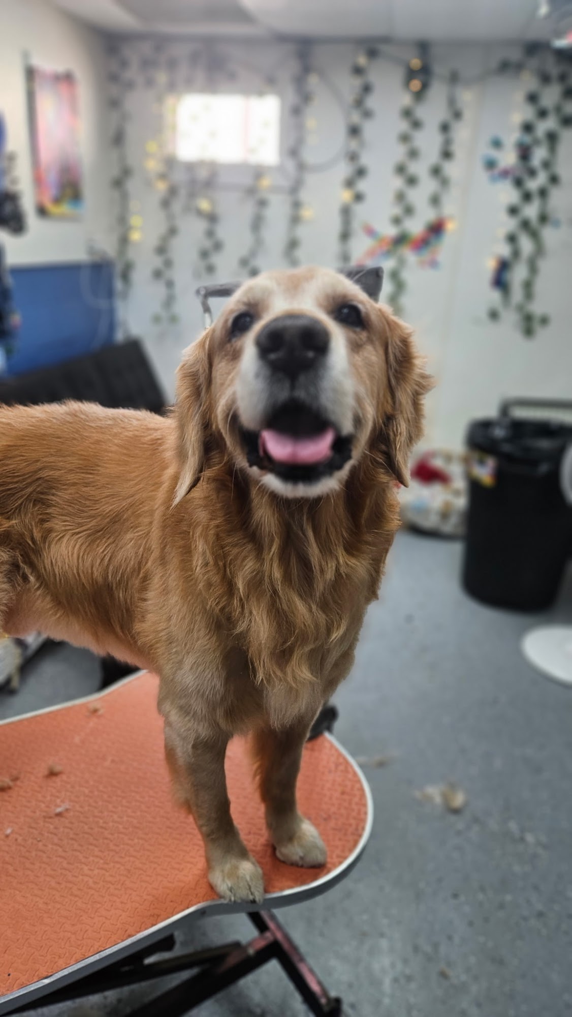 DJ's Groom and Board Glenrock