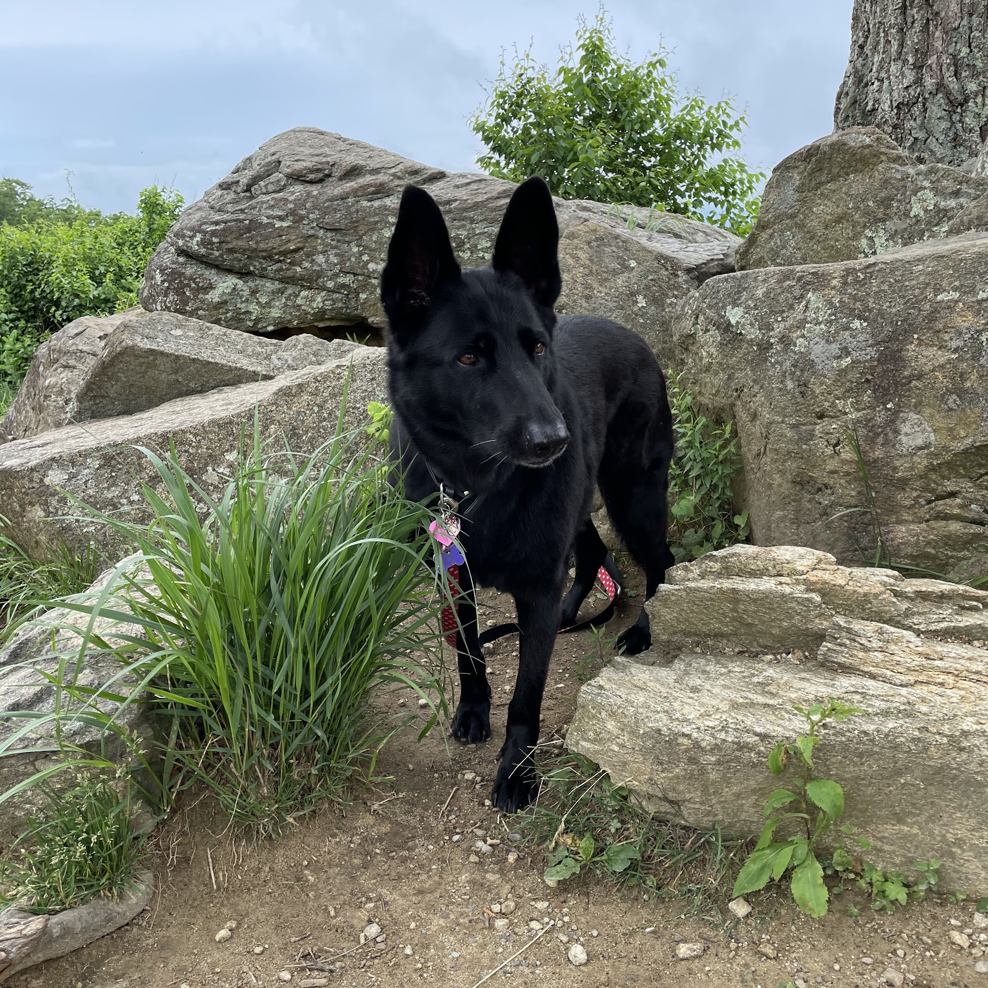 Jackson Animal Hospital Jackson