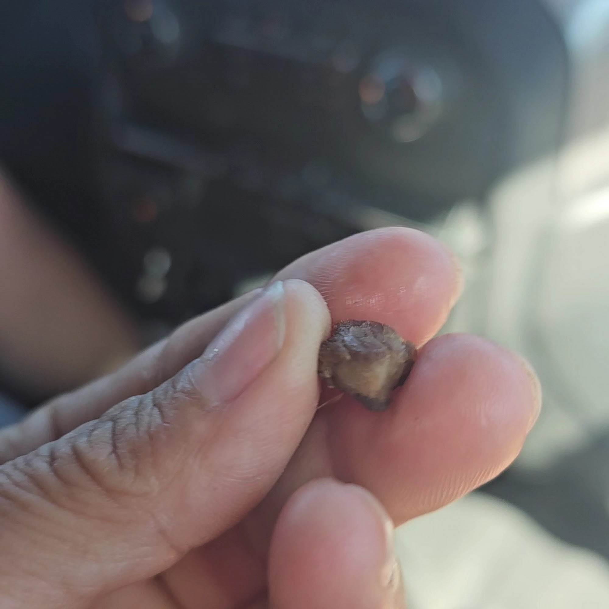 Andale Rapido Laramie