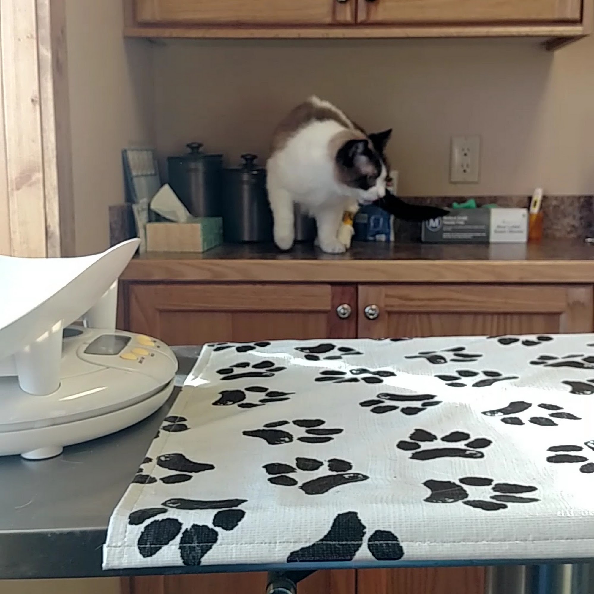 Gem City Veterinary Services Laramie