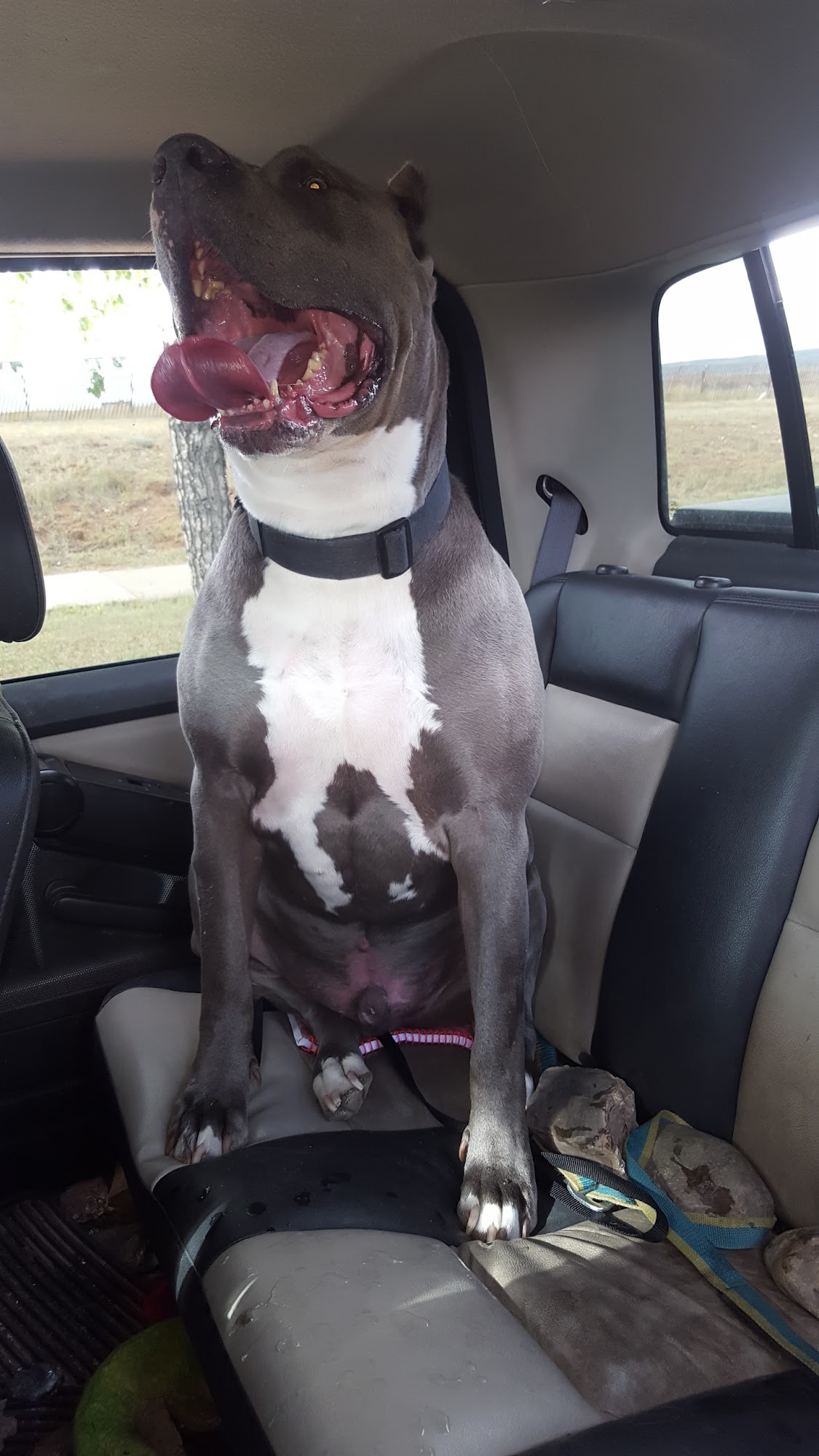 Fluffy Puppy Dog & Cat Grooming Laramie