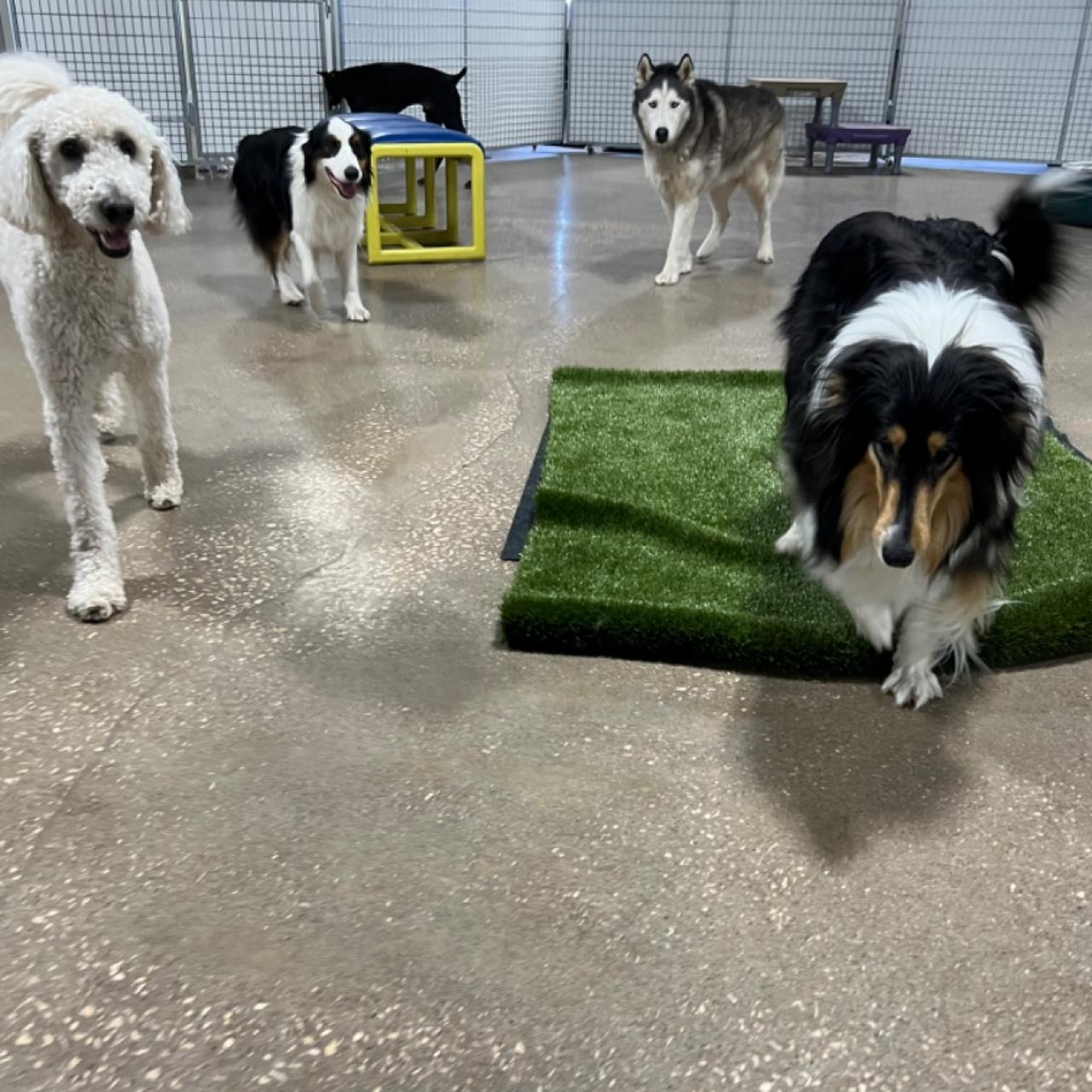 Elevation Dog Daycare & Pet Resort Laramie
