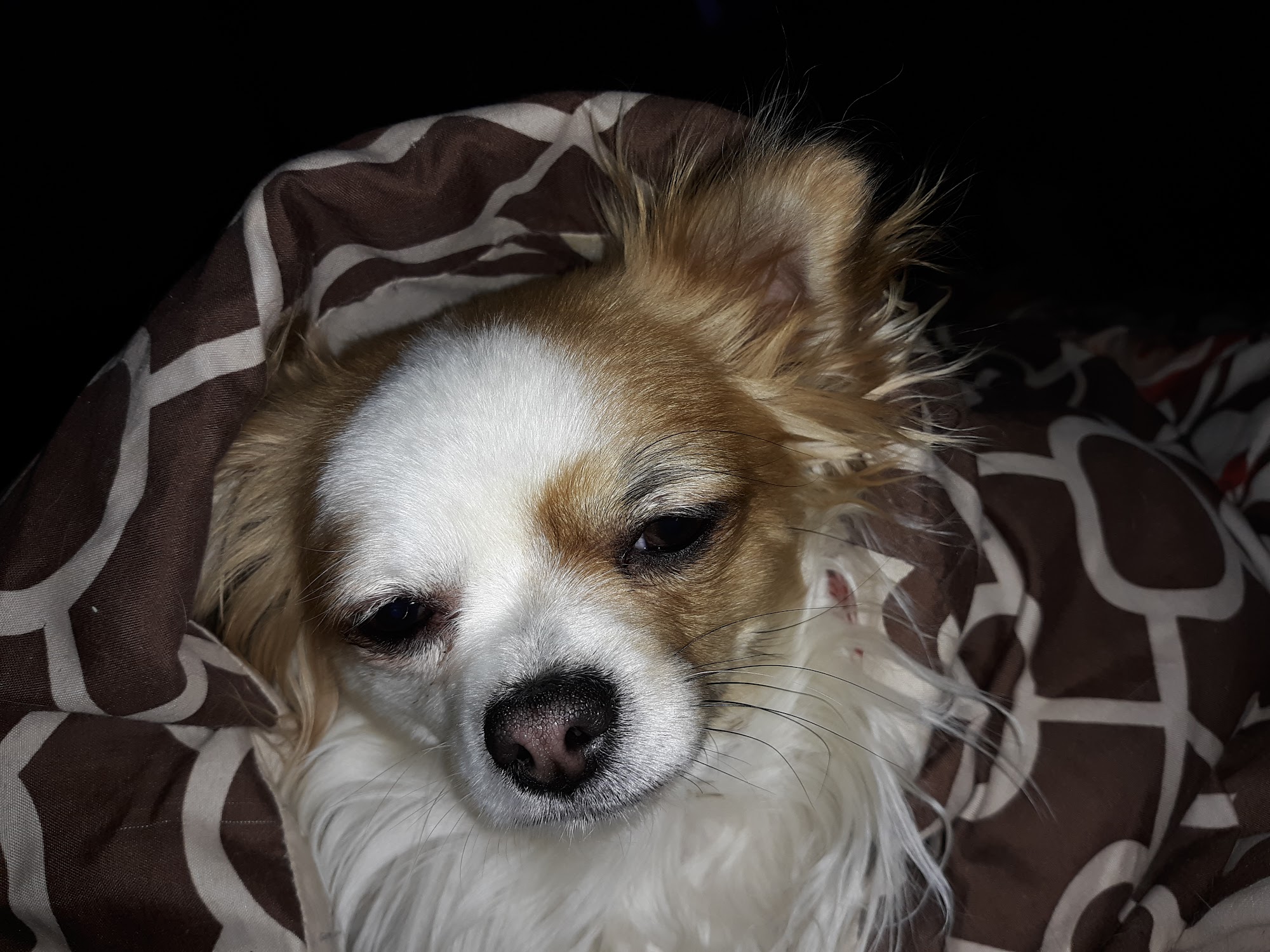 Bluffs Veterinary Clinic Pine Bluffs