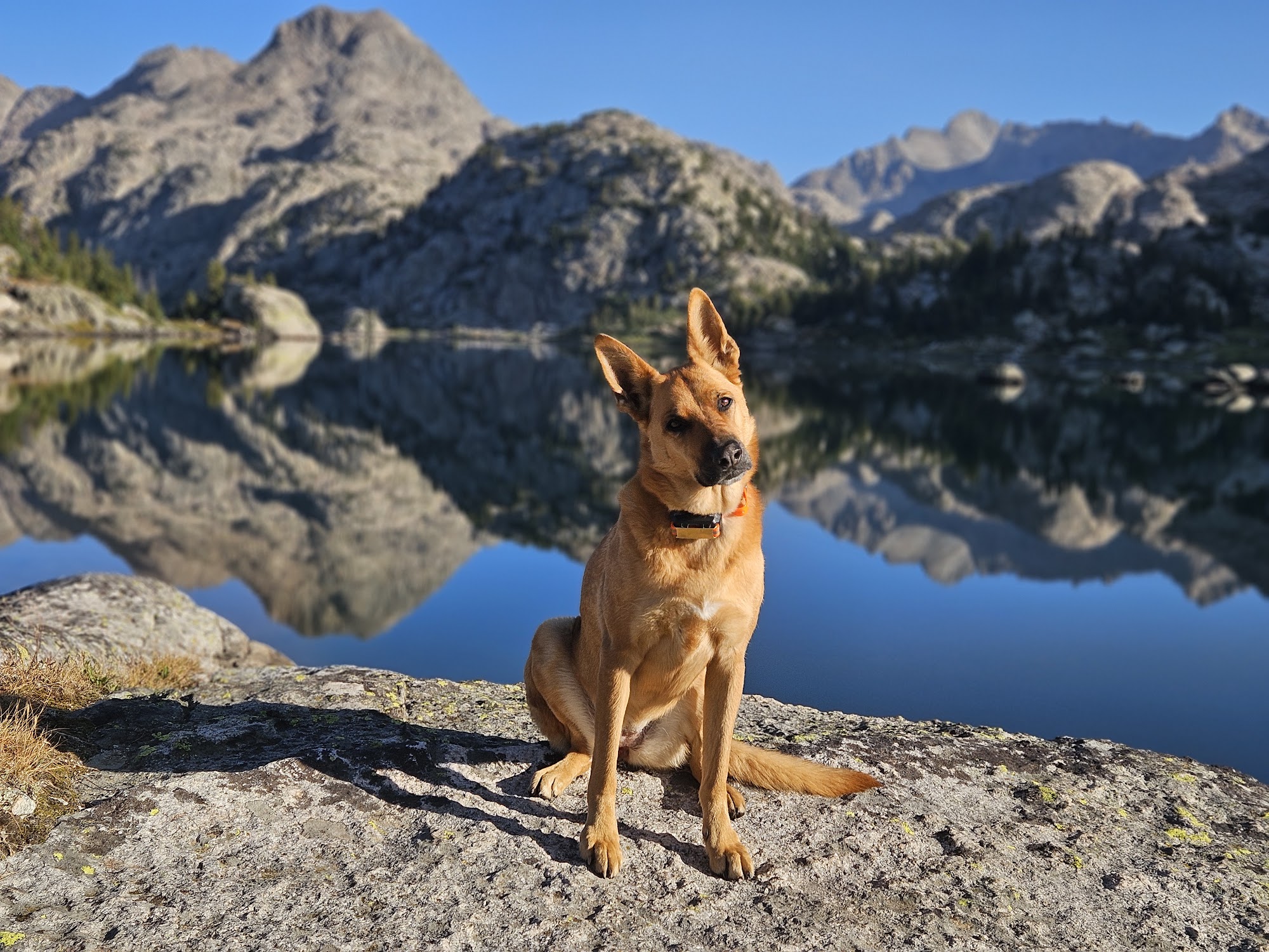 Animal Clinic of Pinedale Pinedale