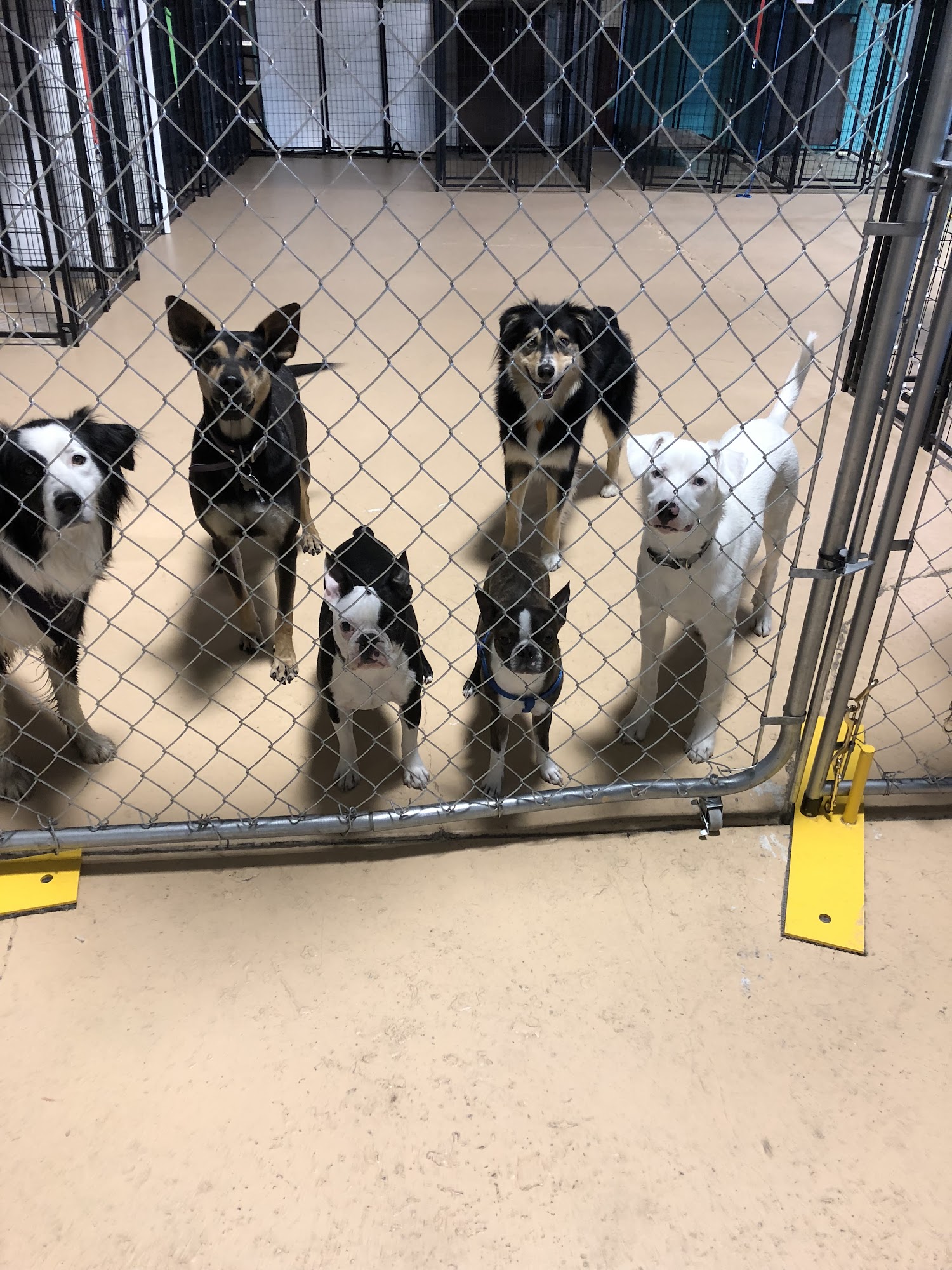 Paws in the Winds Pinedale