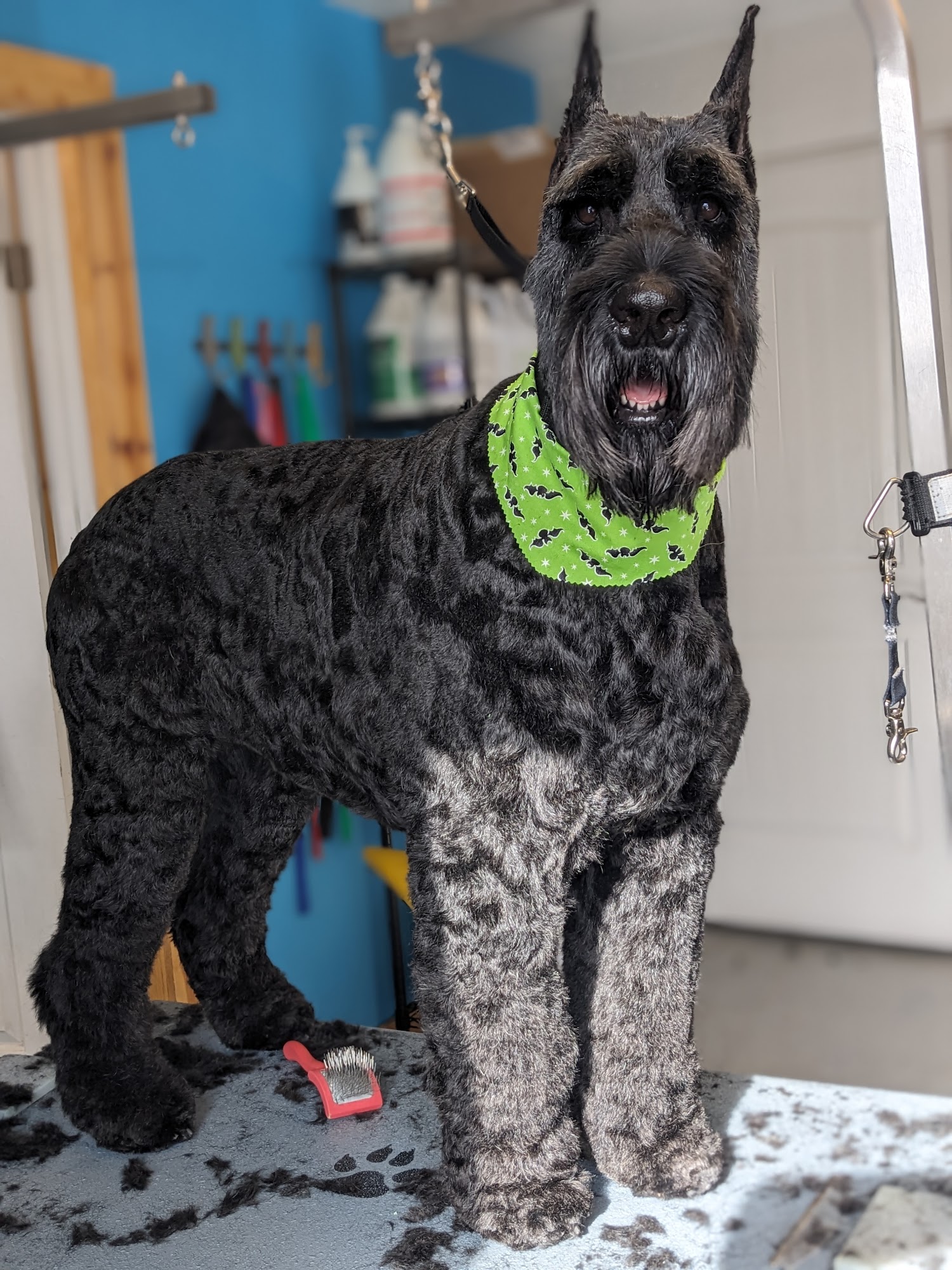 Bubbles and Fluffs Pinedale