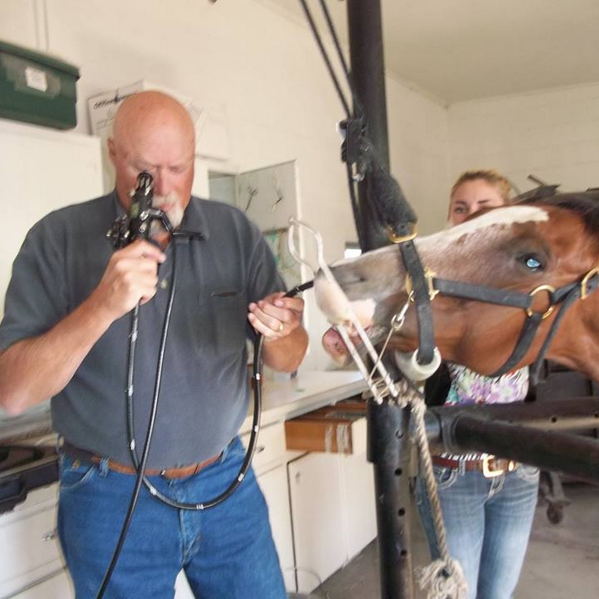 Bighorn Animal Care Center Powell