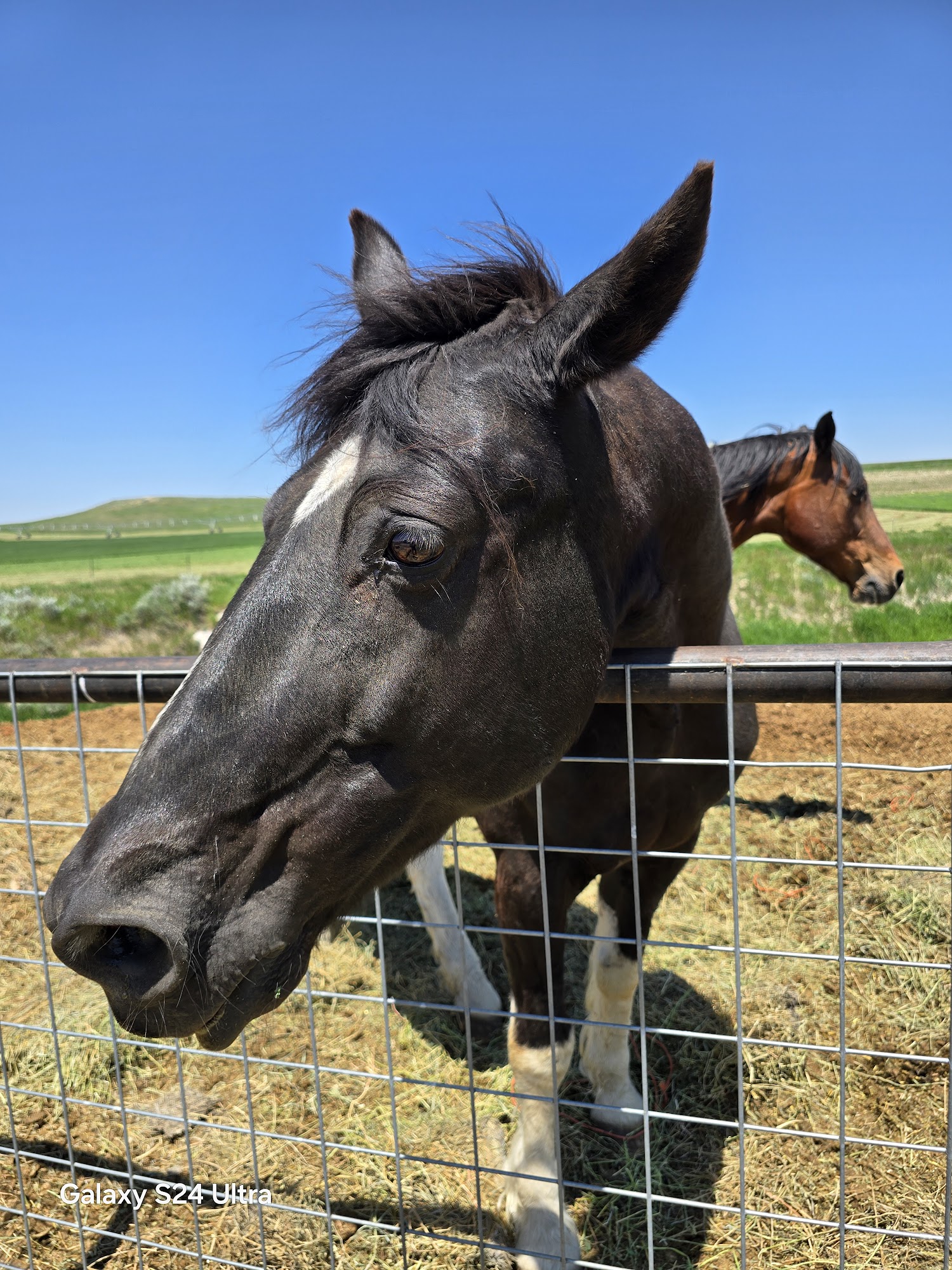 Powell: Animal Shelter Powell