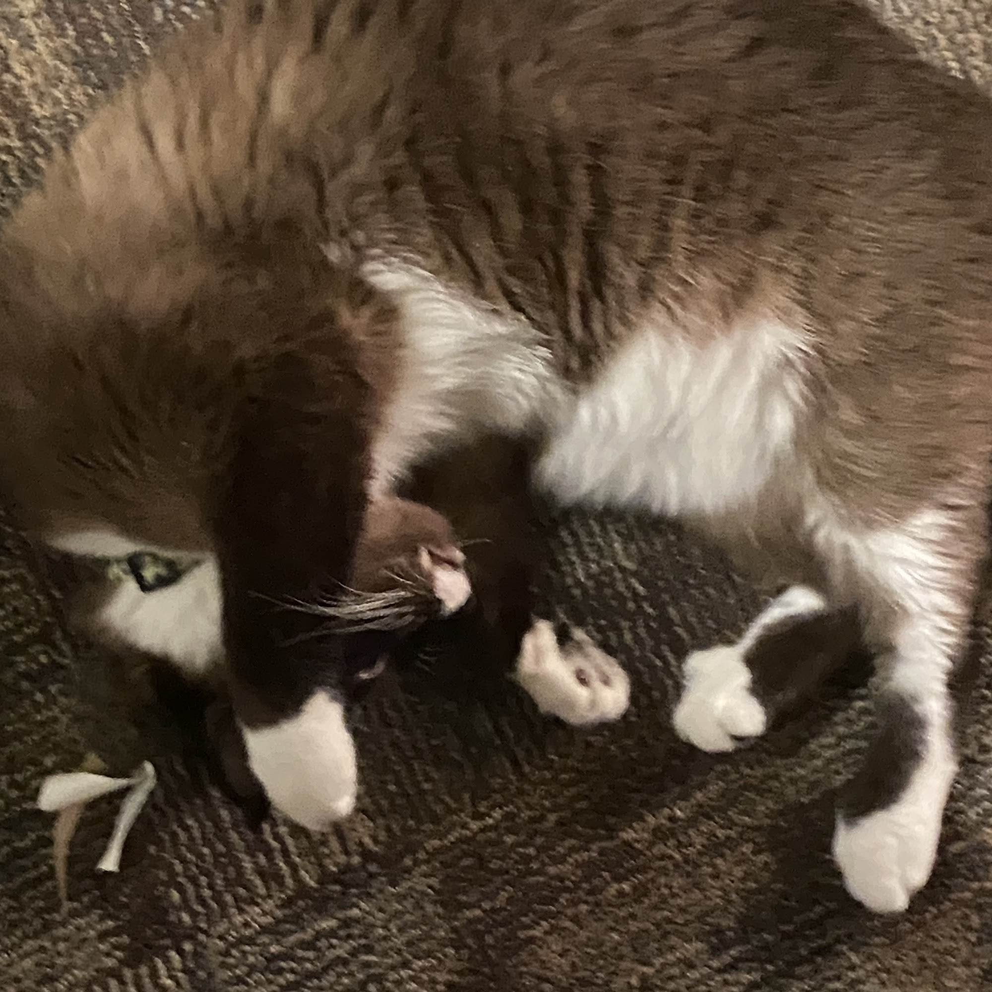 Tongue River Veterinary Services Ranchester