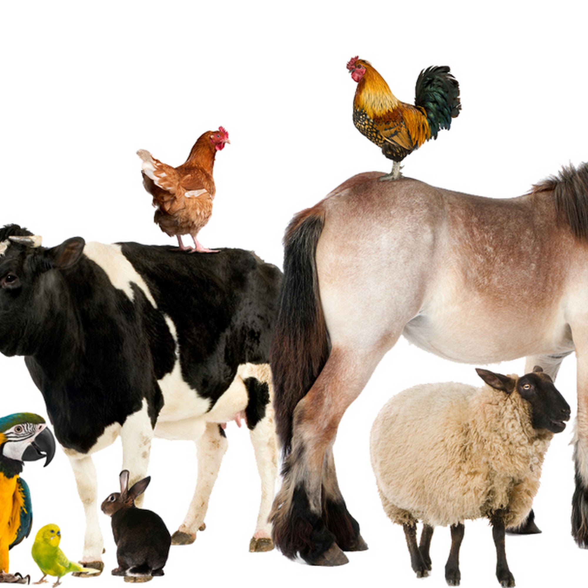 Hones Veterinary Services LLC Rawlins