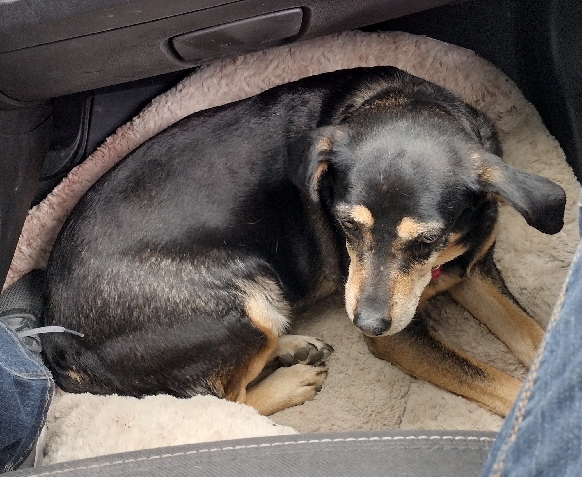 Carbon County Veterinary Hospital Rawlins